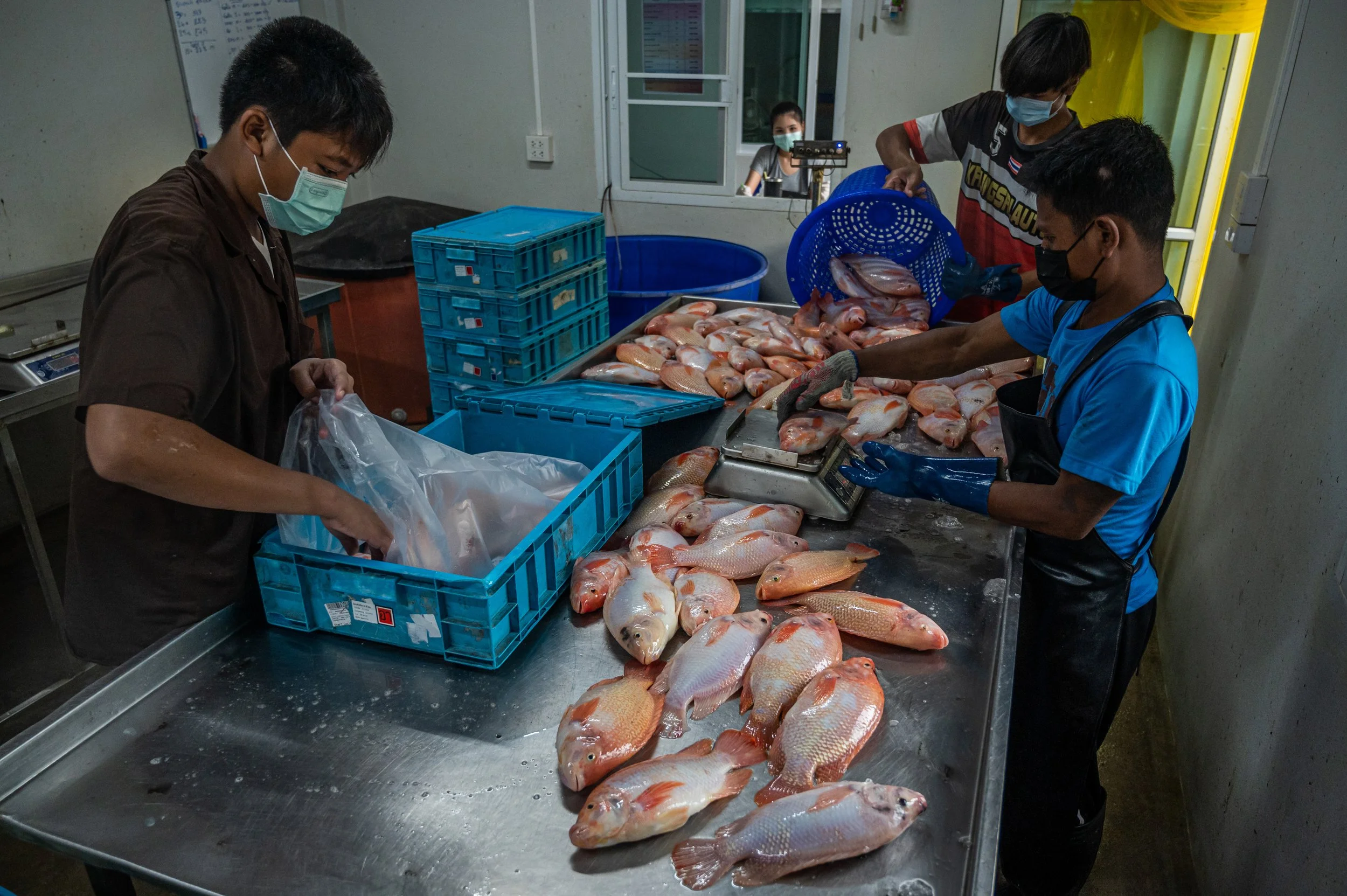 fish farm thailand-178.jpg