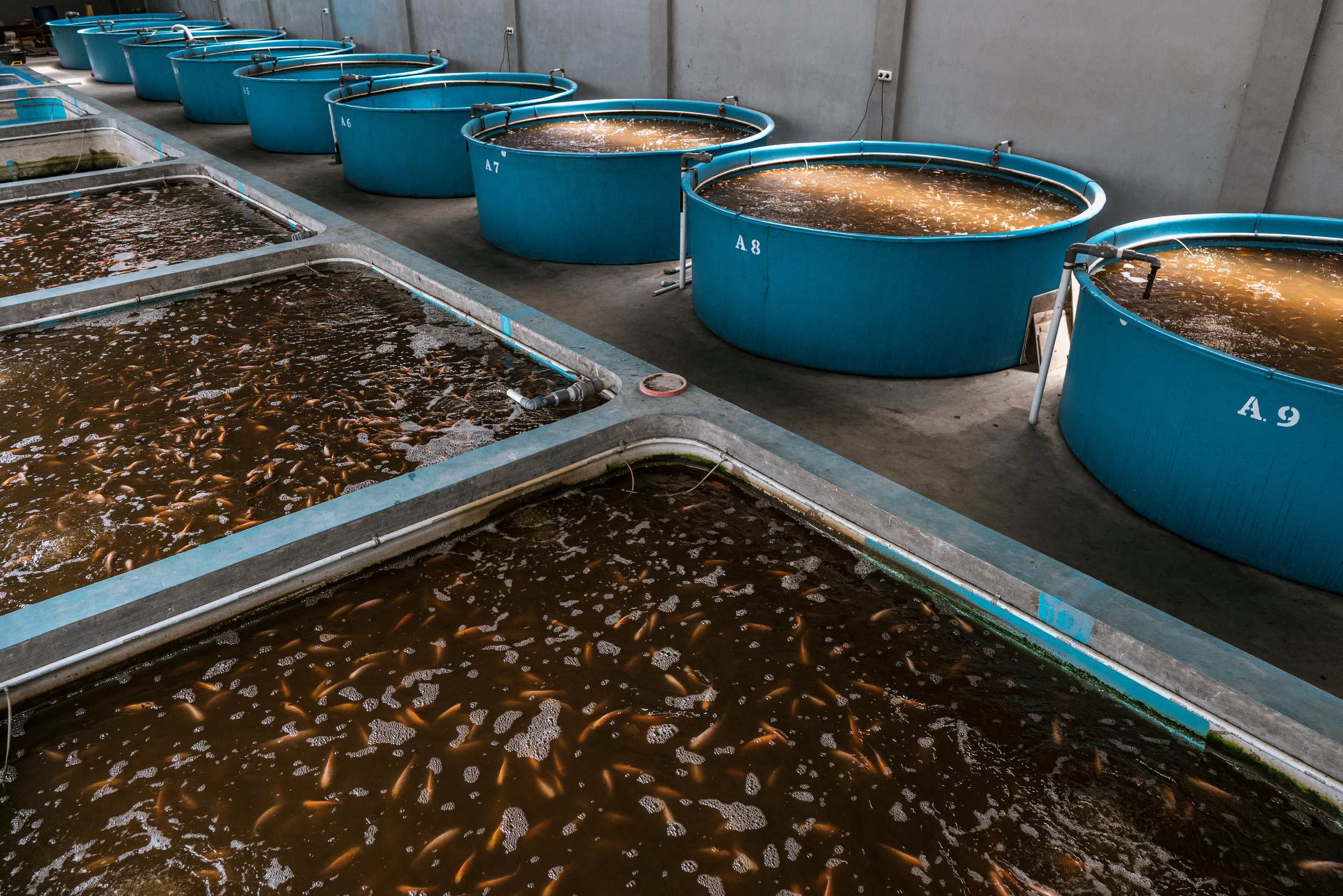 fish farm indonesia-5.jpg