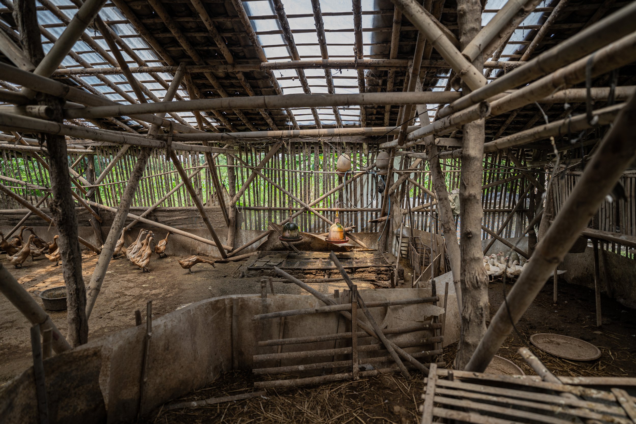 duck farm indonesia-138.jpg