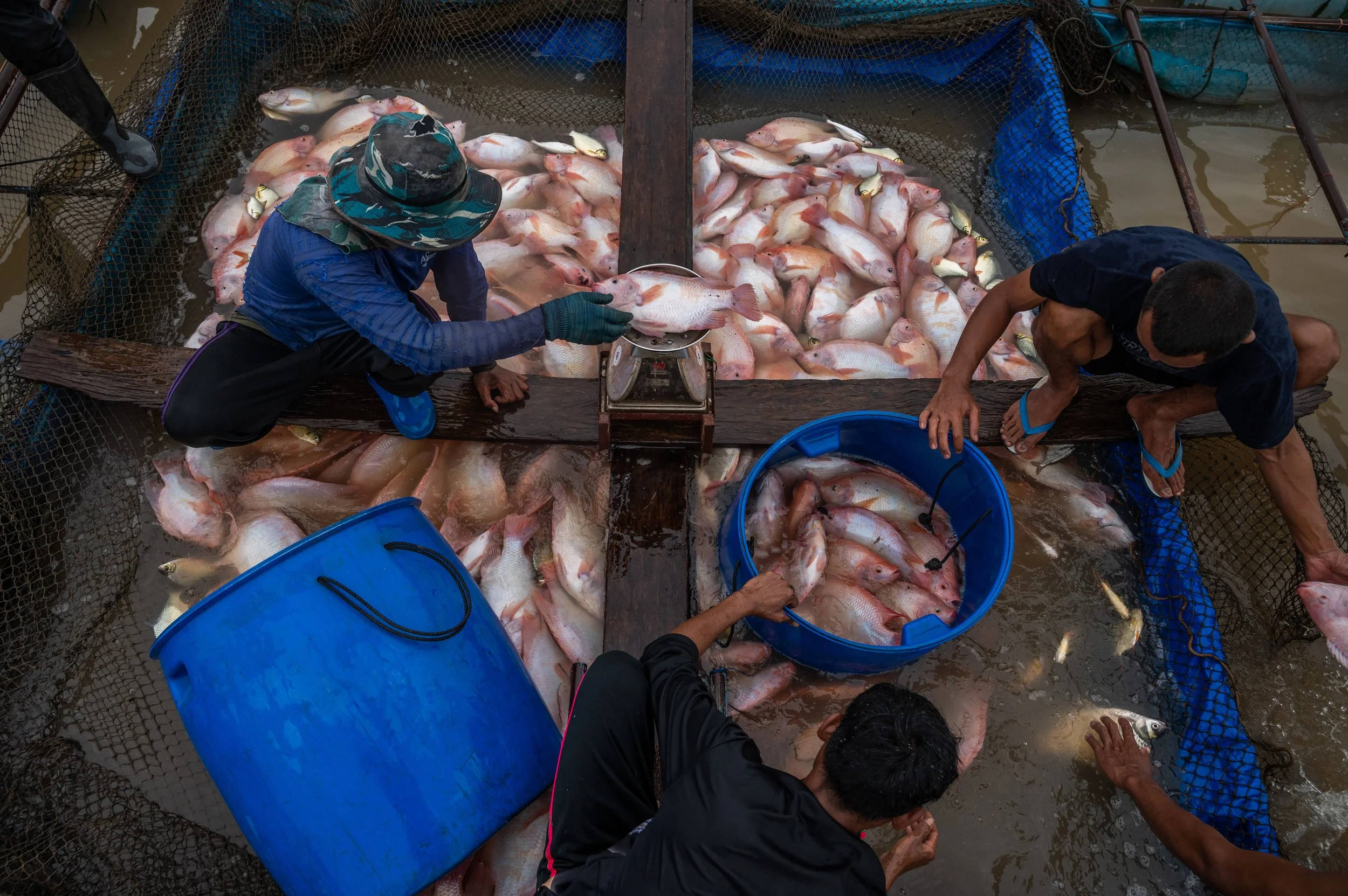 fish farm thailand-196.jpg