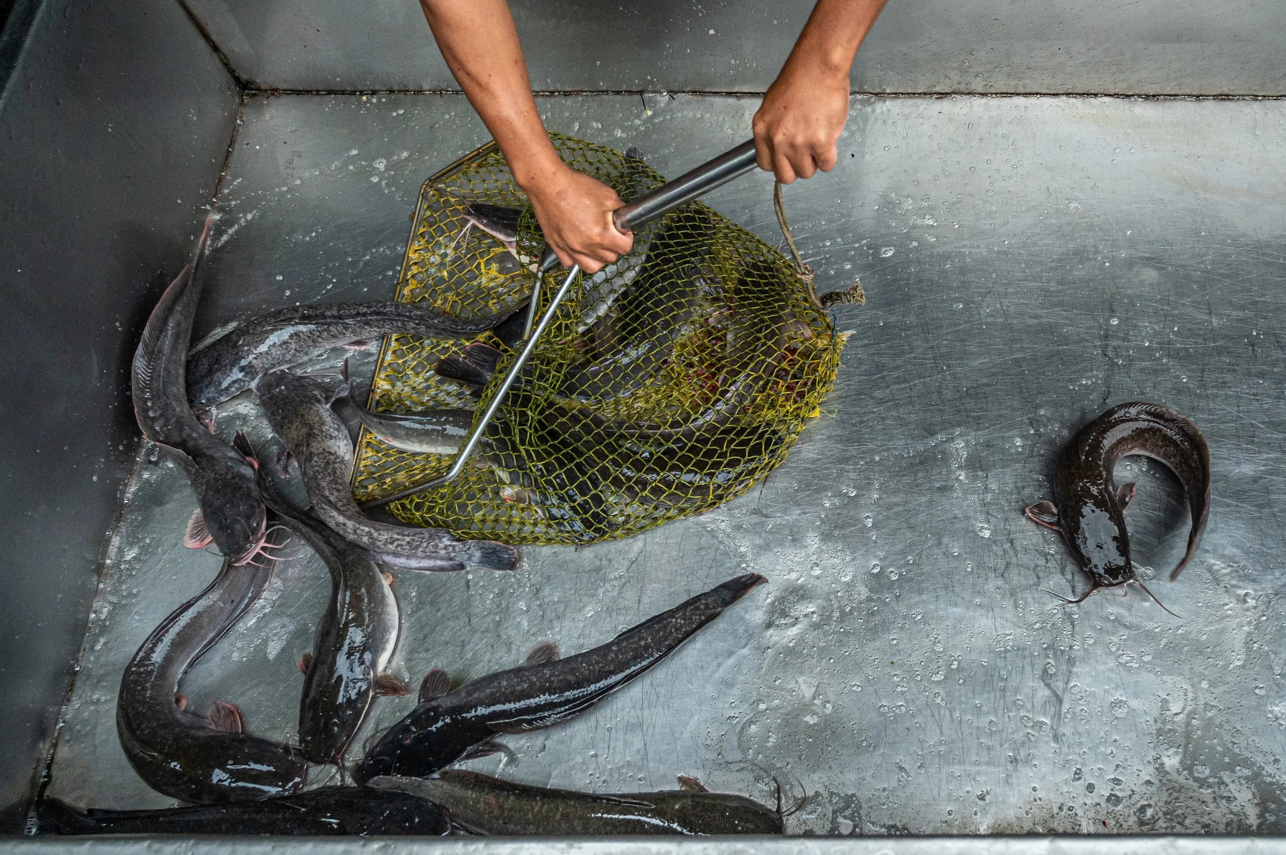fish farm thailand-49.jpg