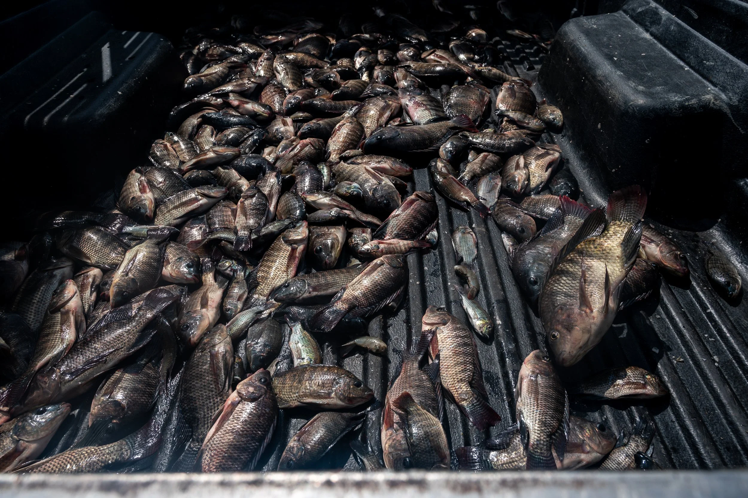 fish farm thailand-135.jpg
