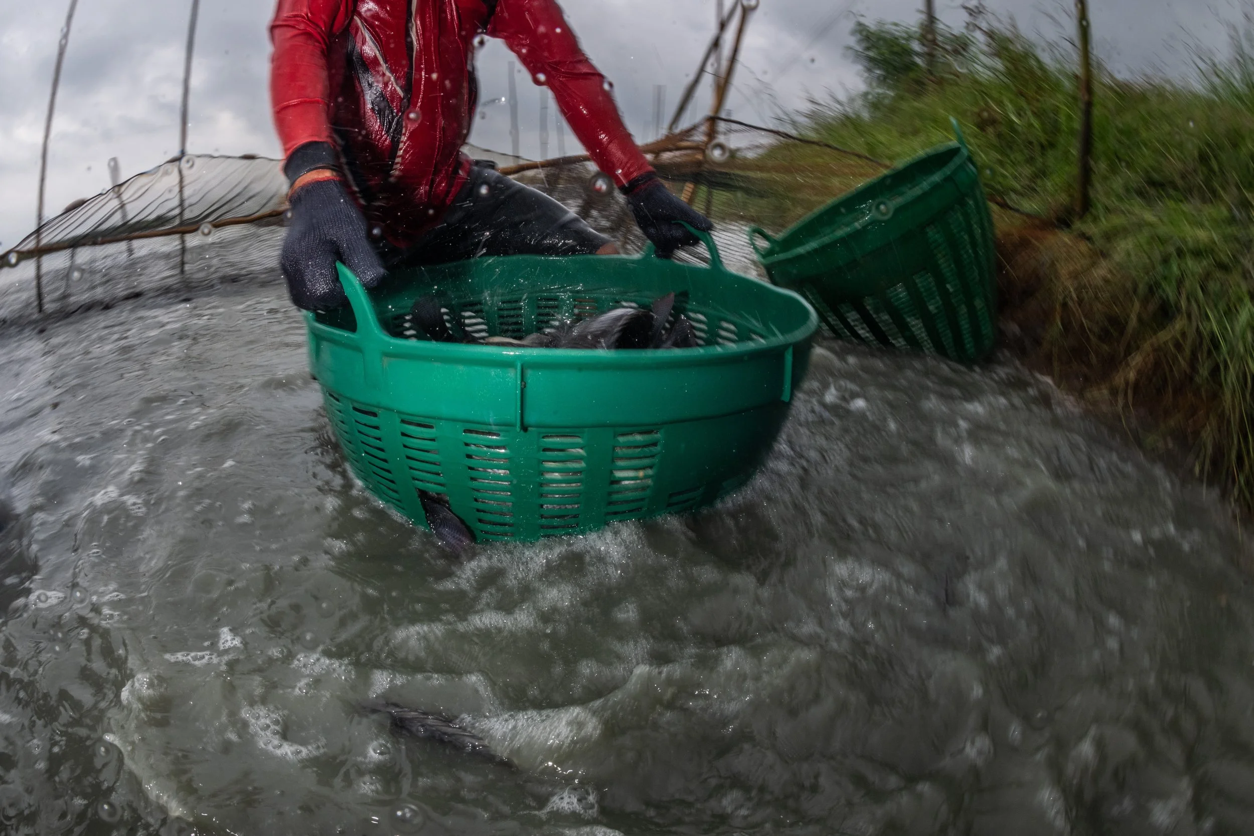 fish farm thailand-170.jpg