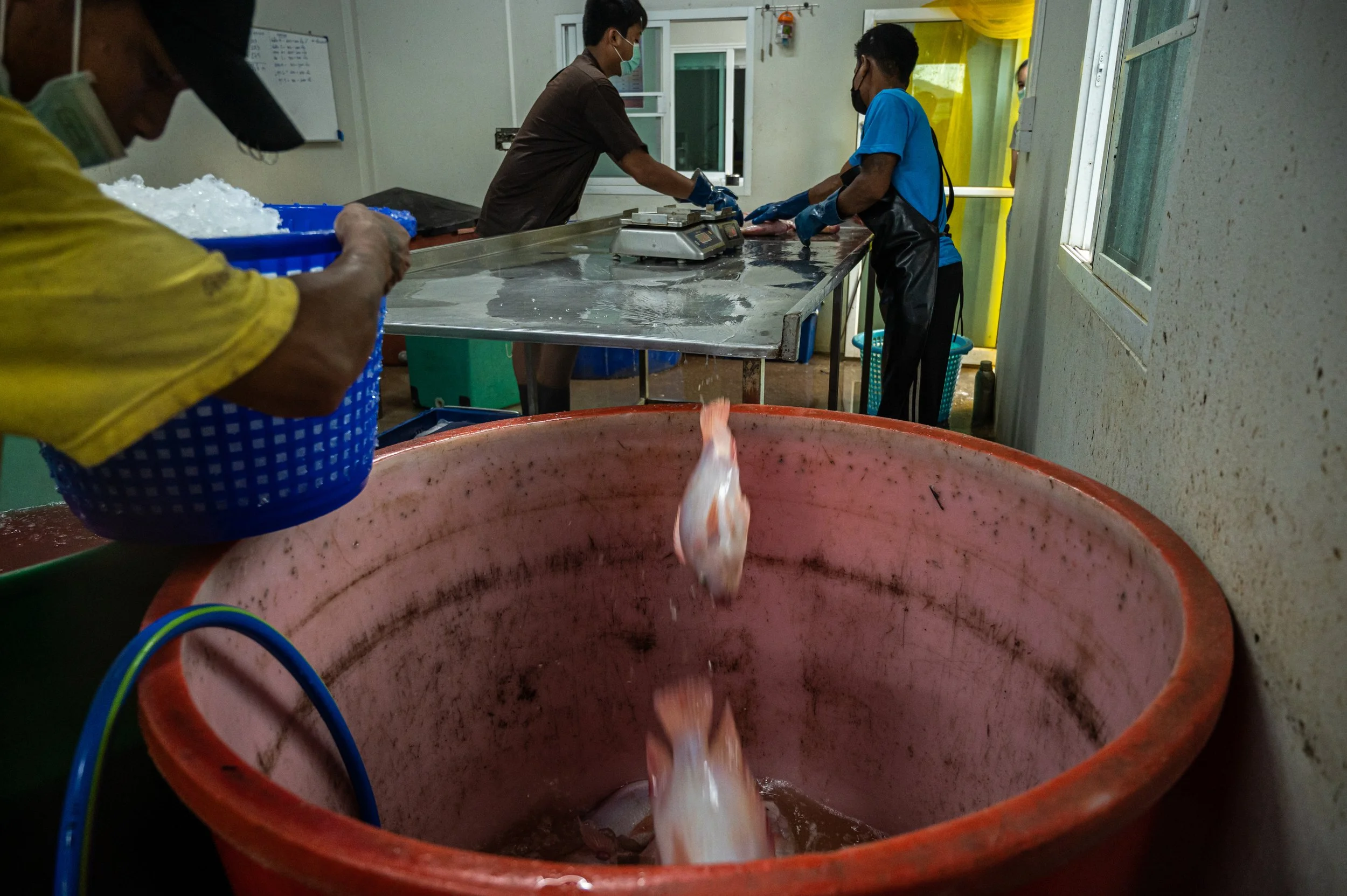 fish farm thailand-205.jpg