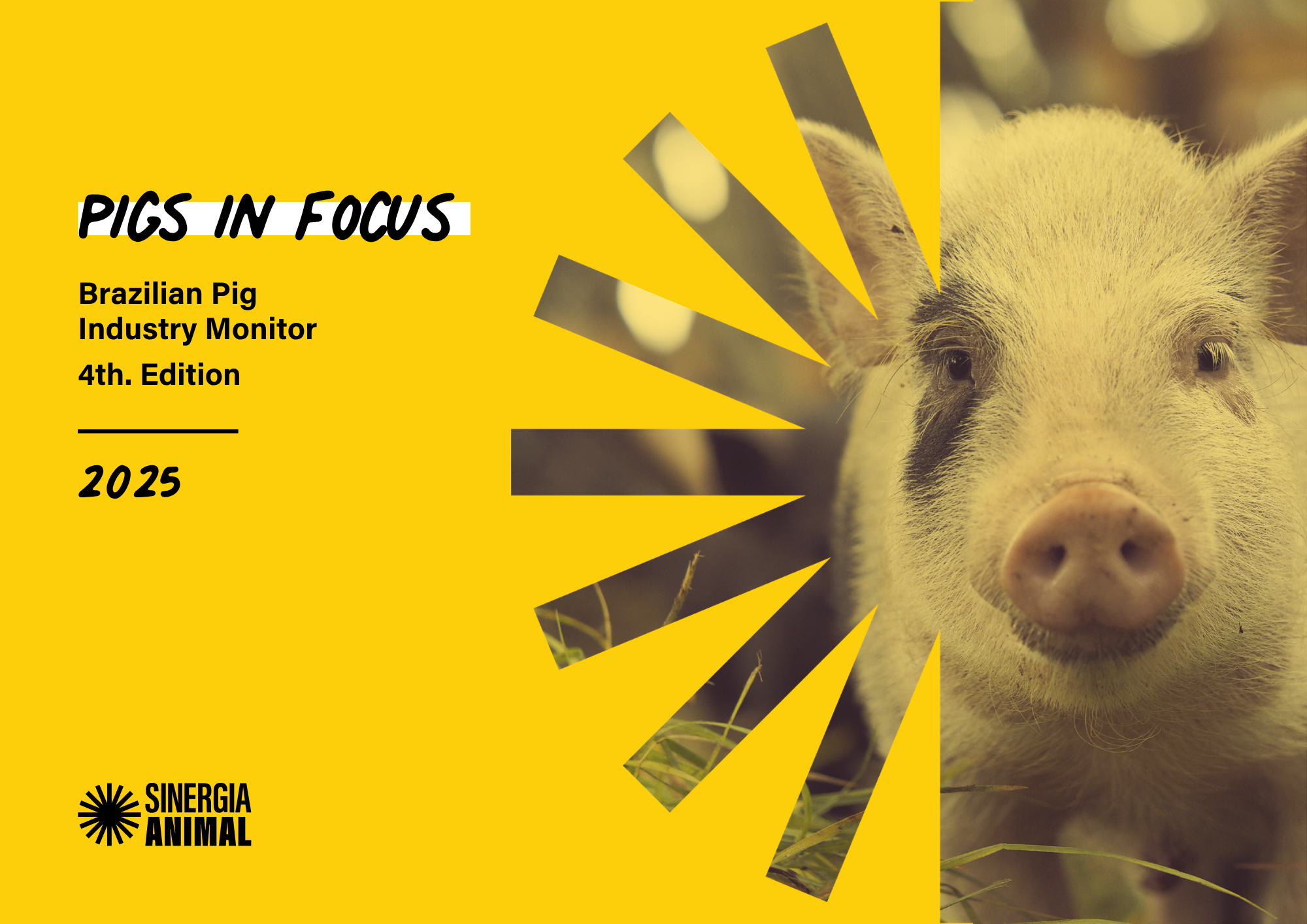 Pigs in Focus Report