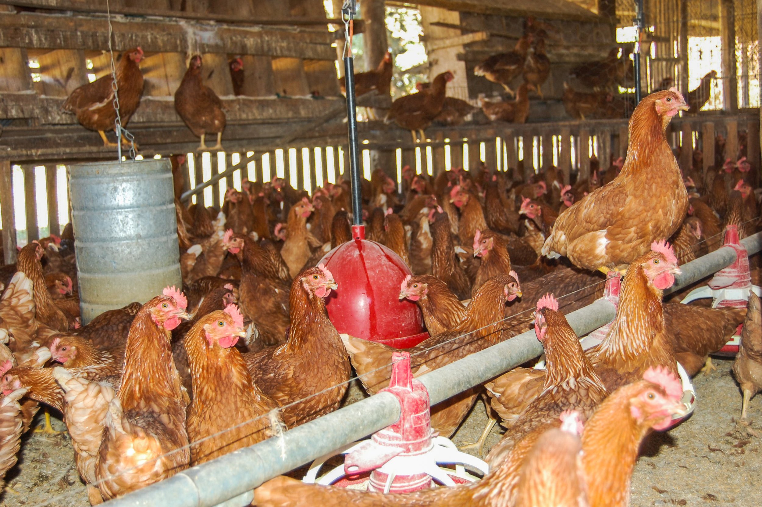 brazilmoreeggfarms-61-of-70jpg.jpg