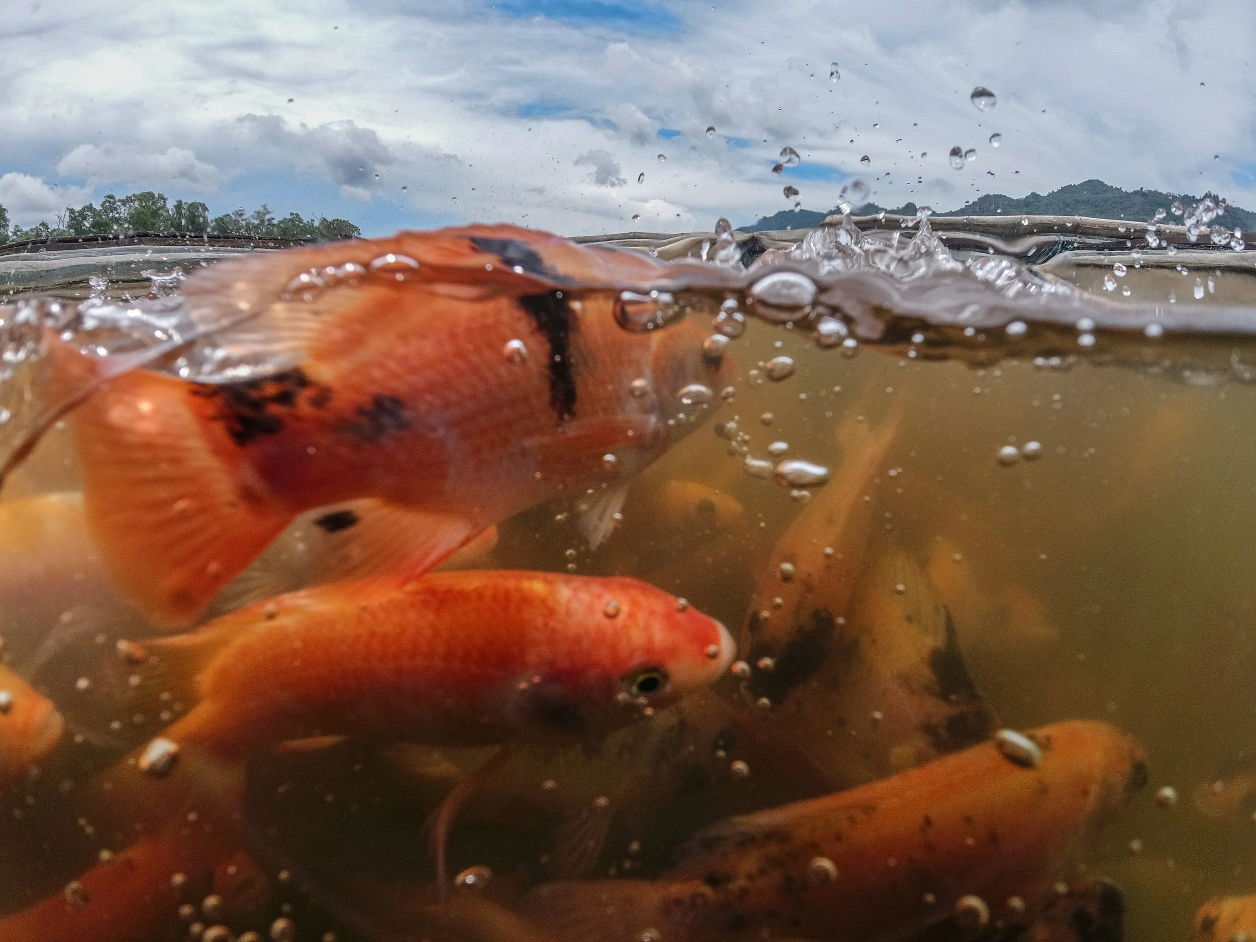fish farm indonesia-45.jpg