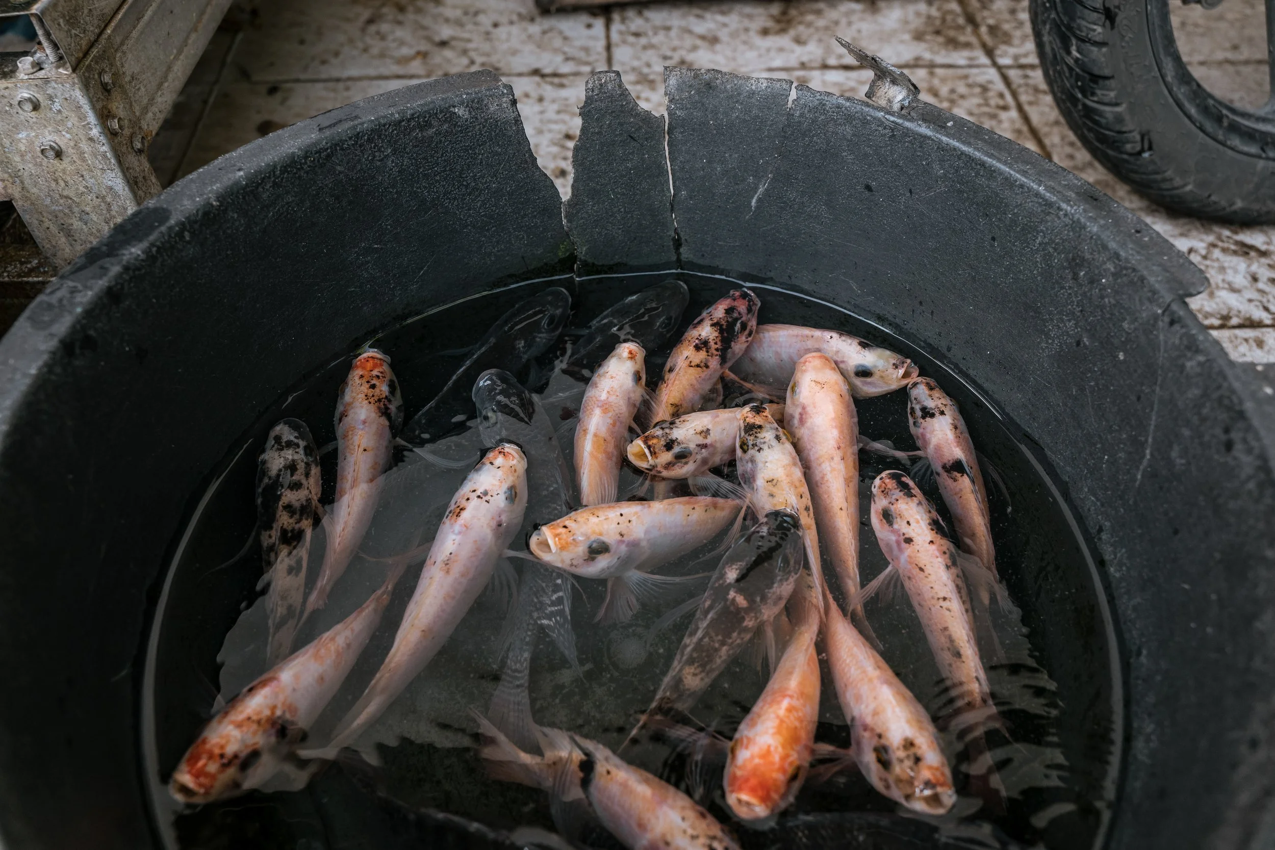 fish farm indonesia-3.jpg