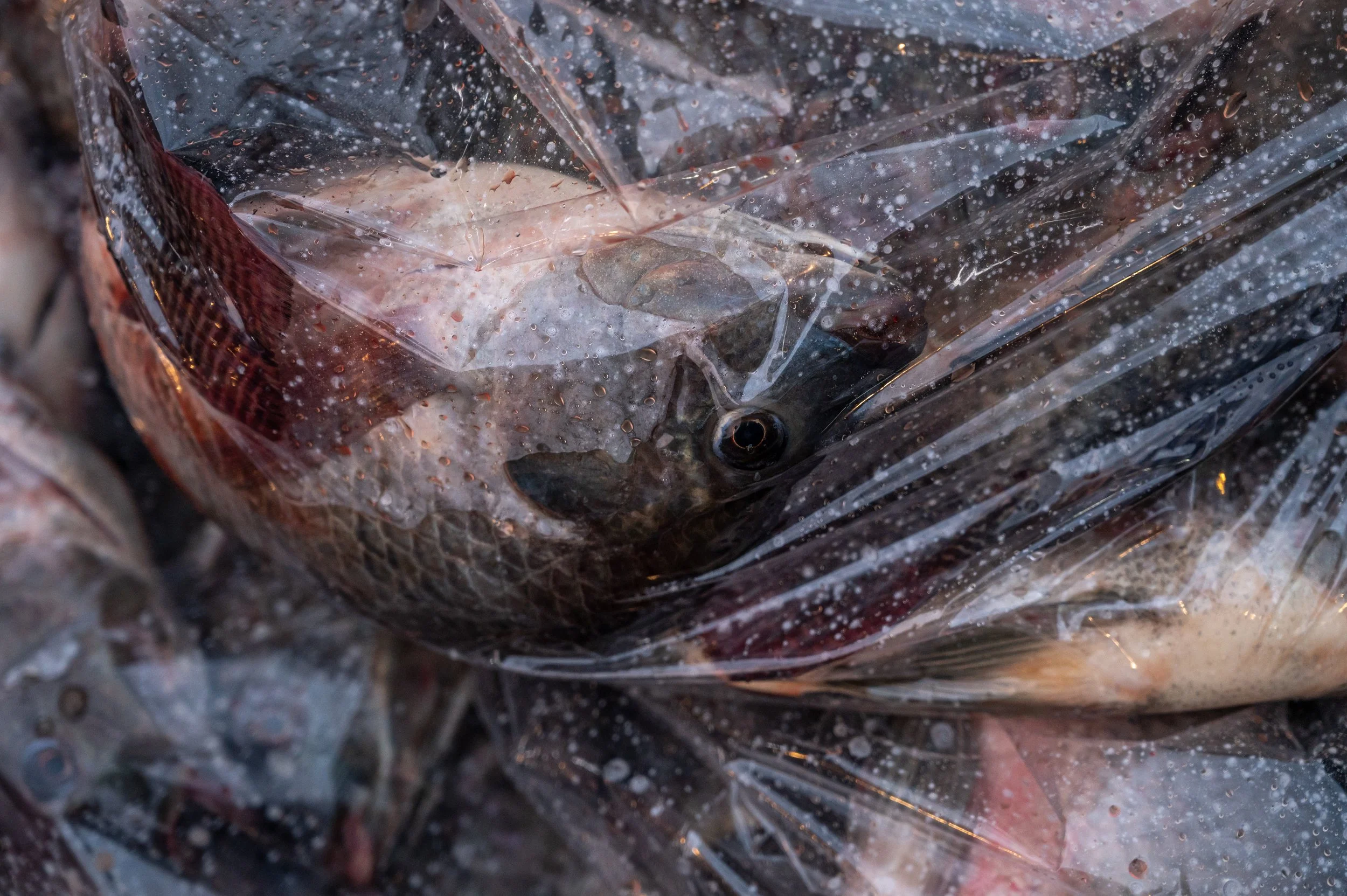 fish farm thailand-85.jpg