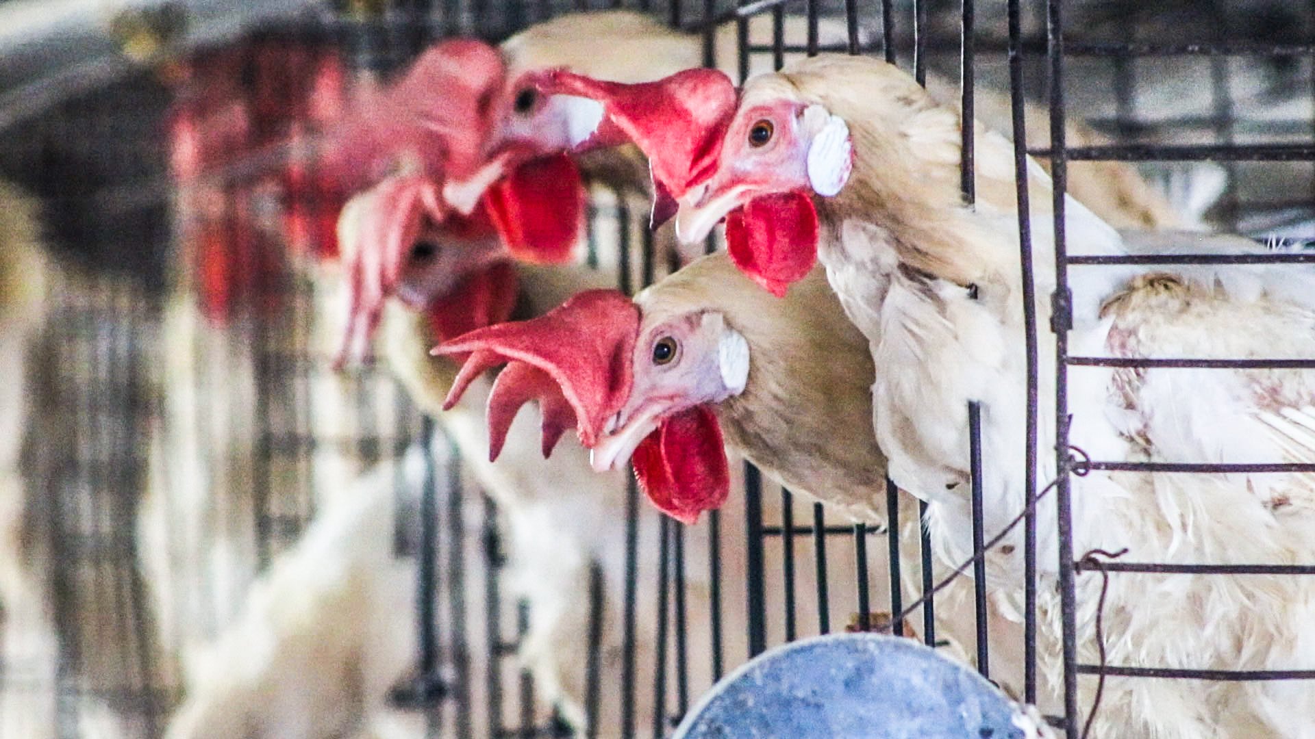 Colombian egg farms (2020)