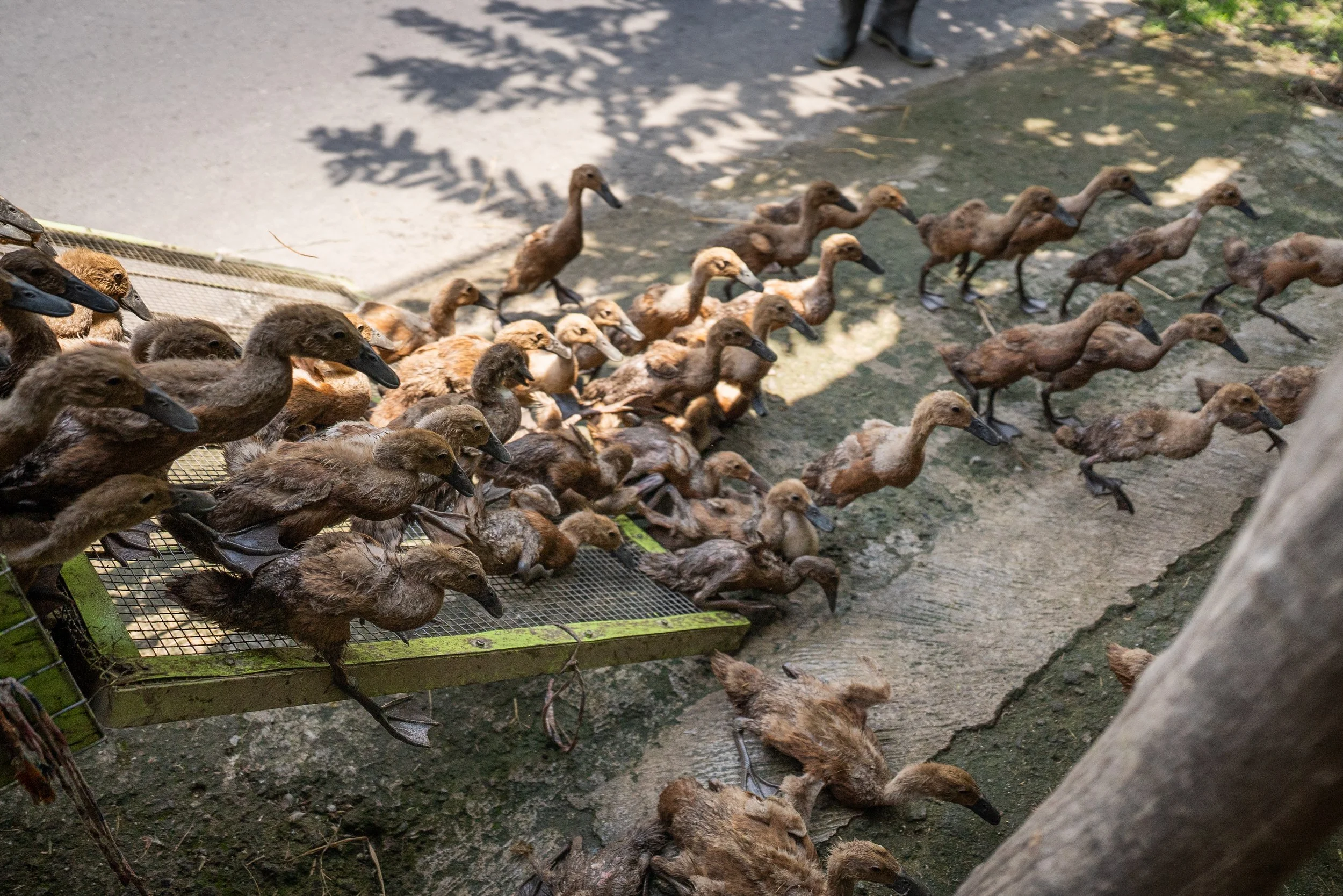 duck farm indonesia-28.jpg