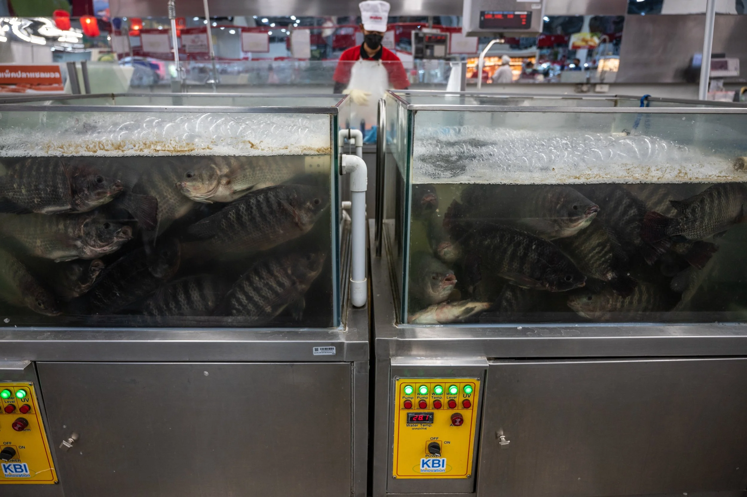 fish farm thailand-108.jpg