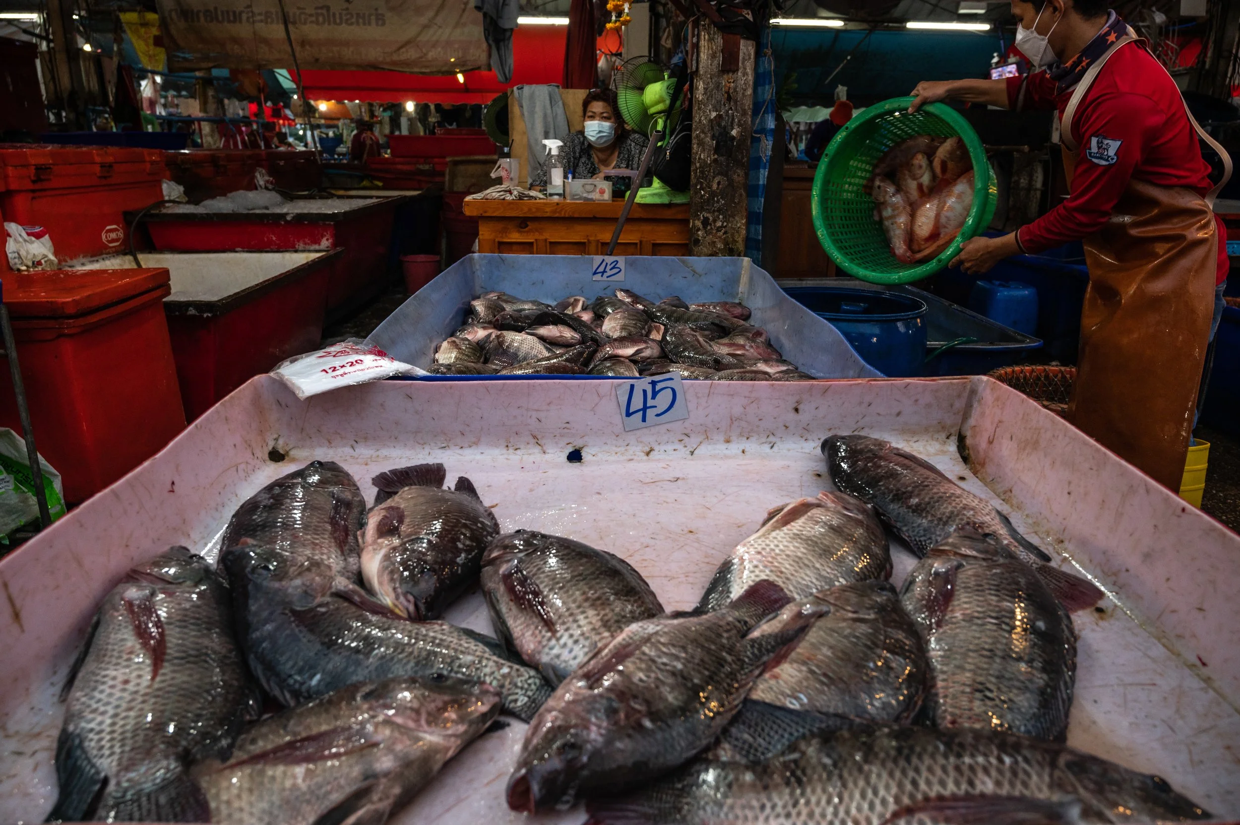 fish farm thailand-126.jpg