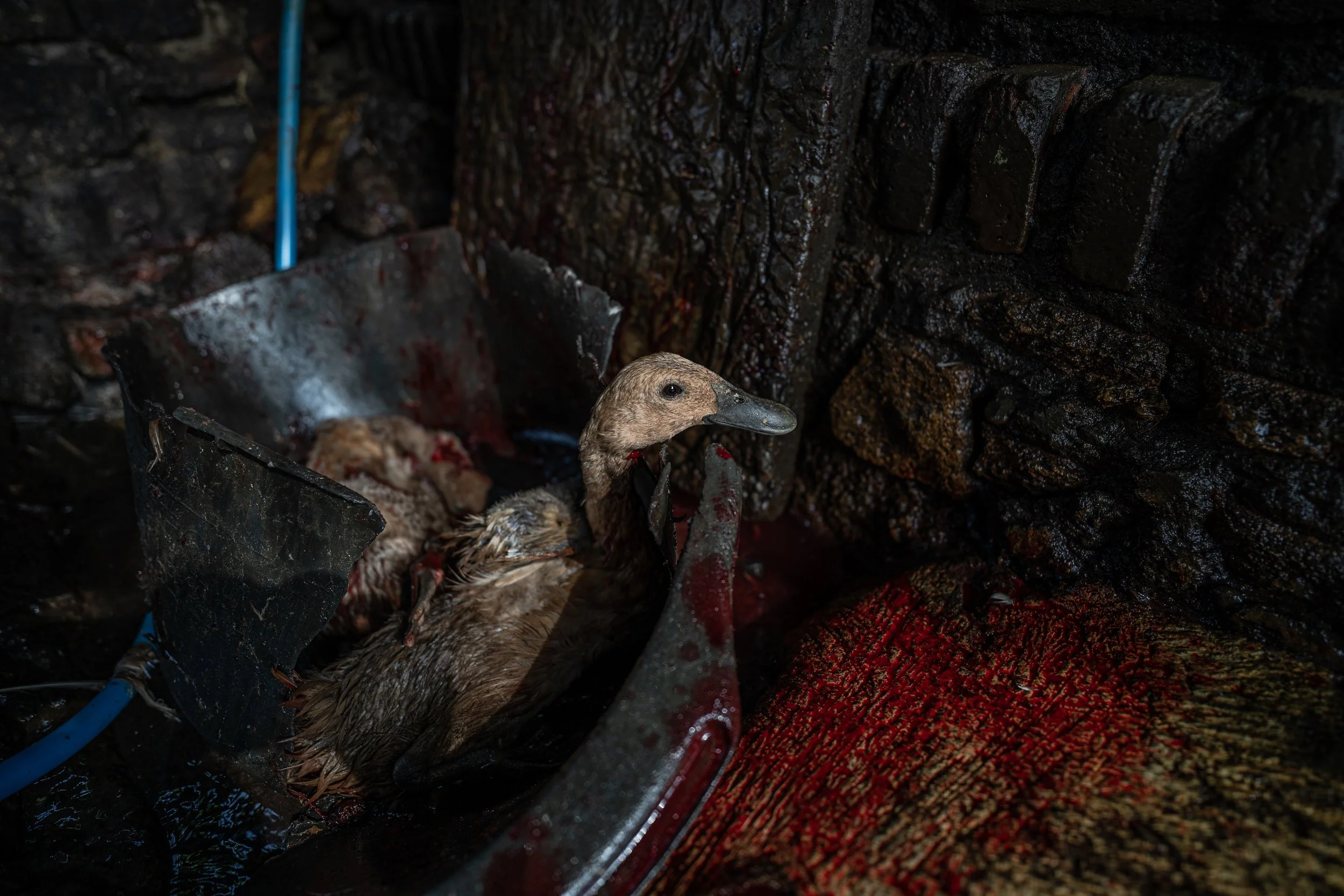 duck farm indonesia-65.jpg