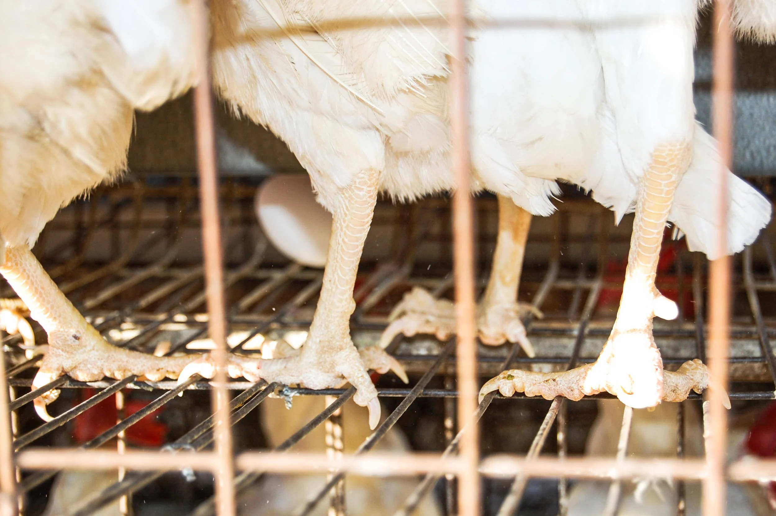 brazilmoreeggfarms-3-of-70jpg.jpg