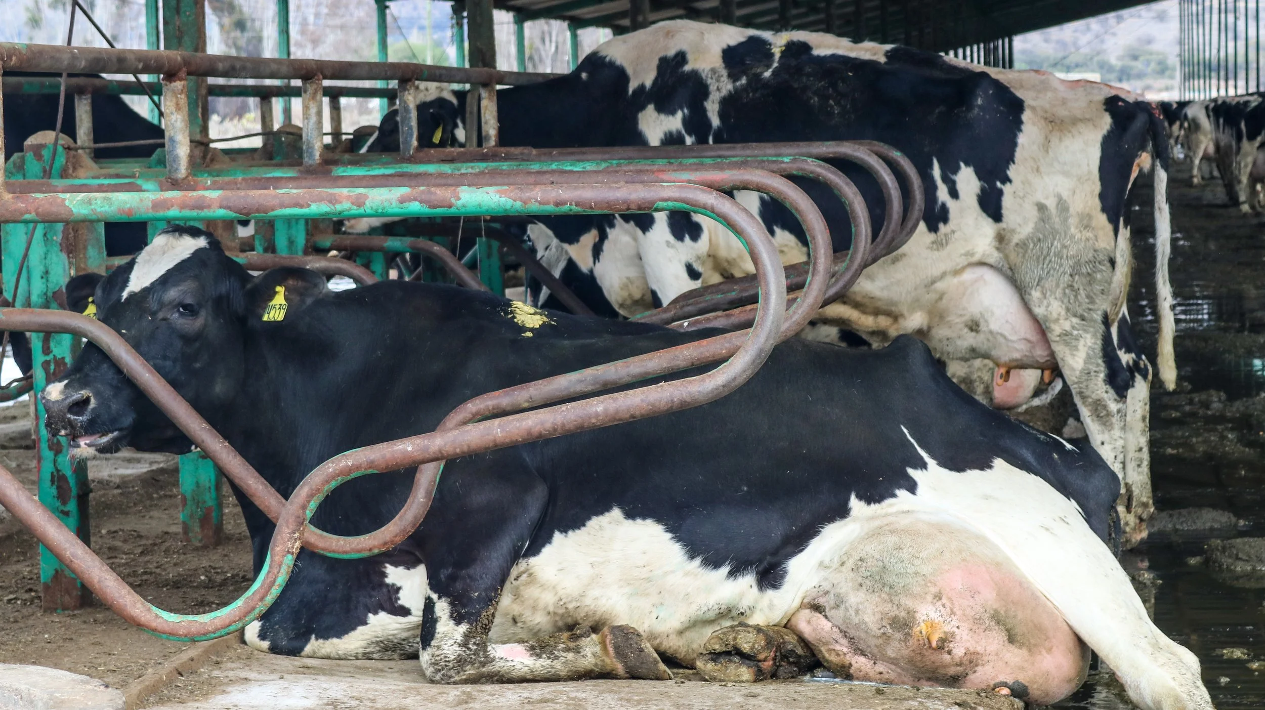 leche-21-of-32jpg.jpg