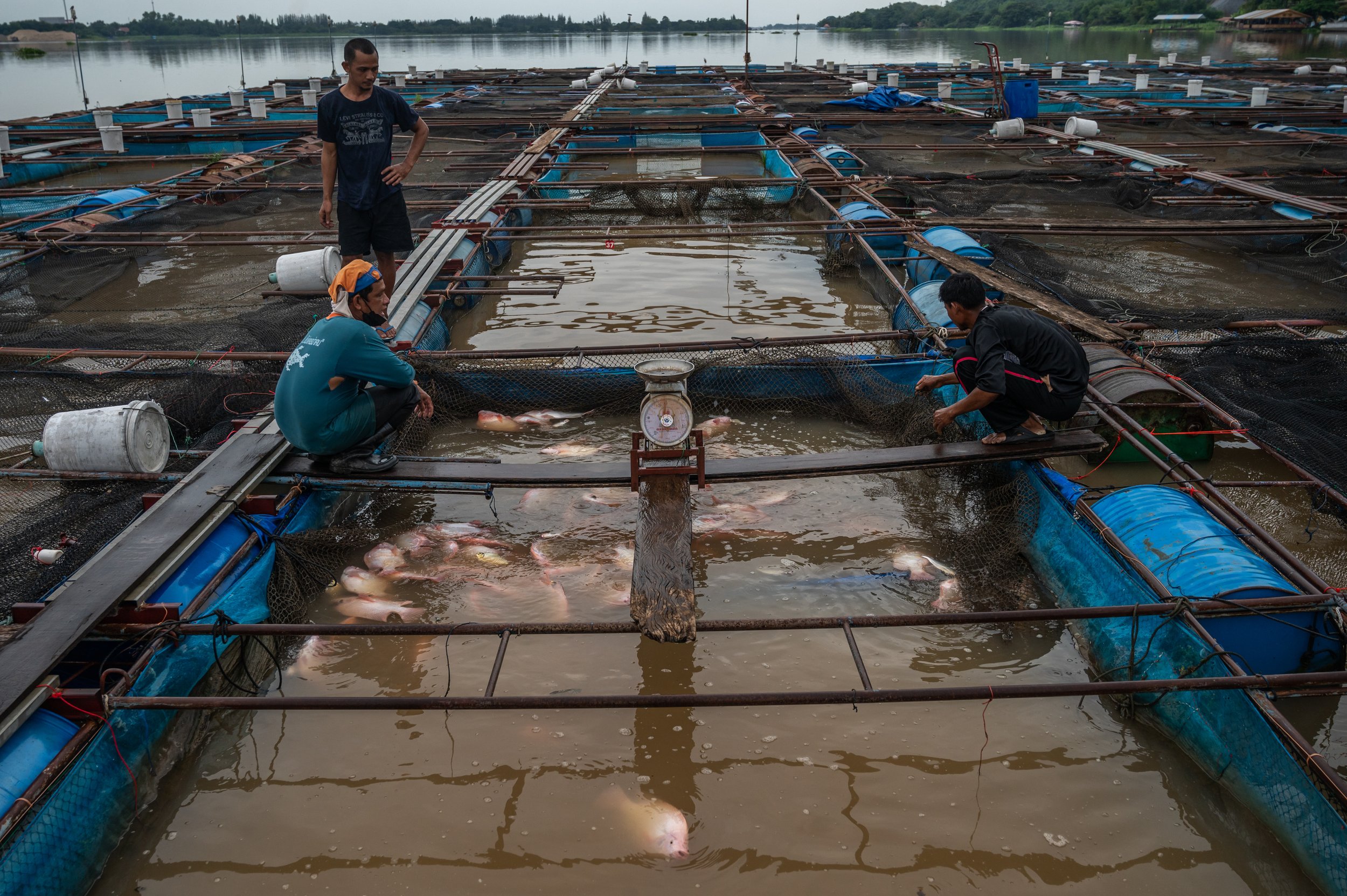 fish farm thailand-218.jpg