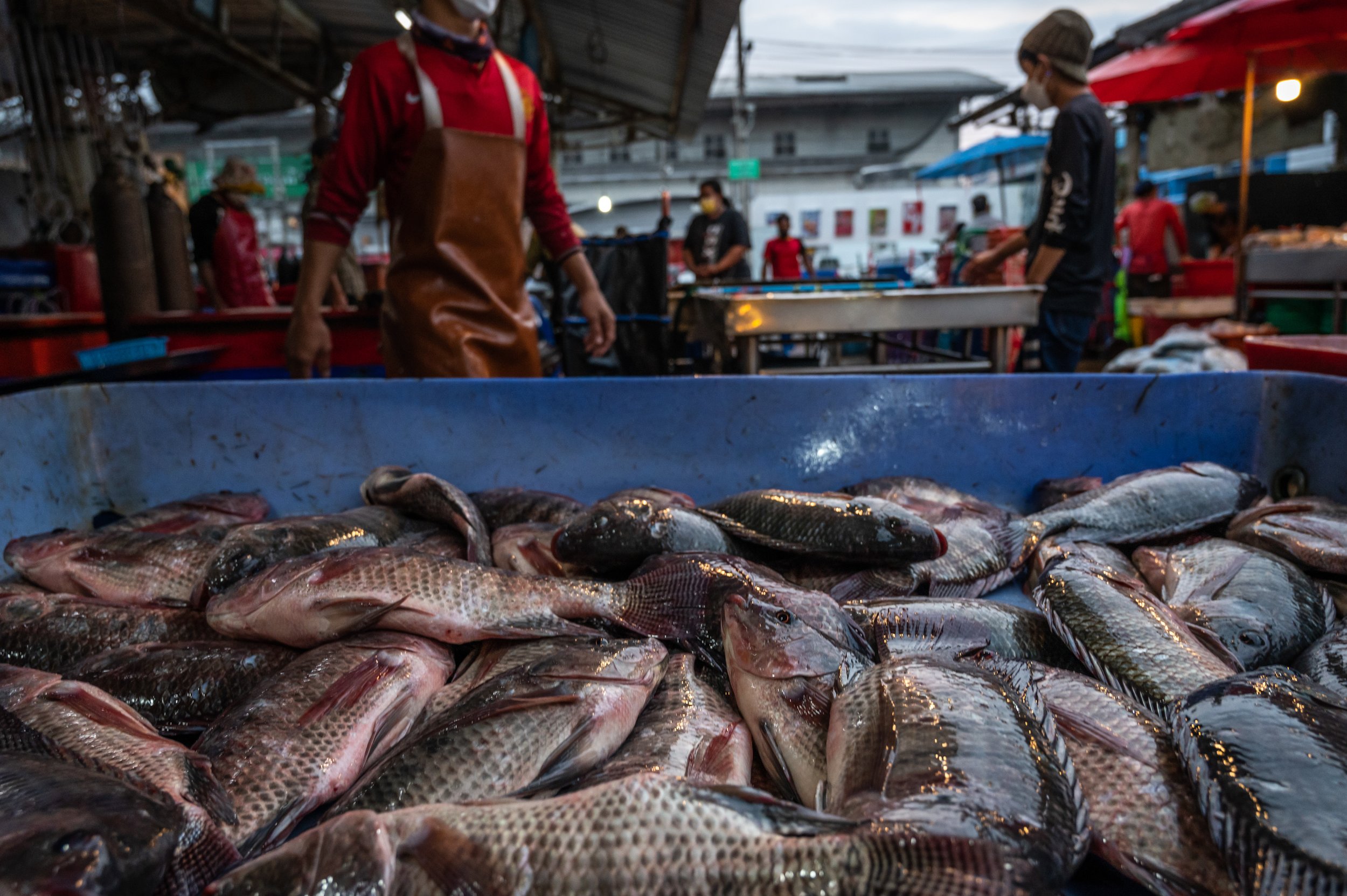 fish farm thailand-82.jpg