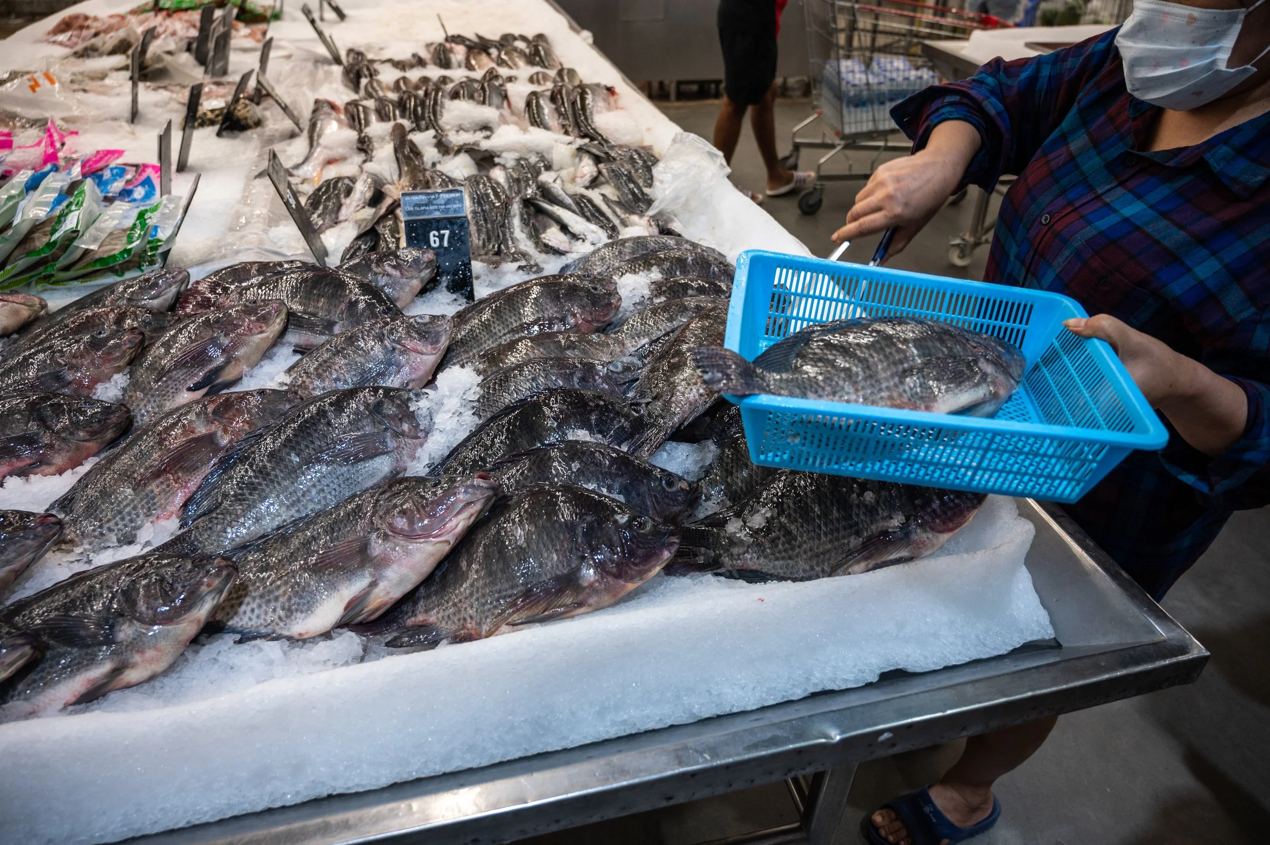 fish farm thailand-131.jpg