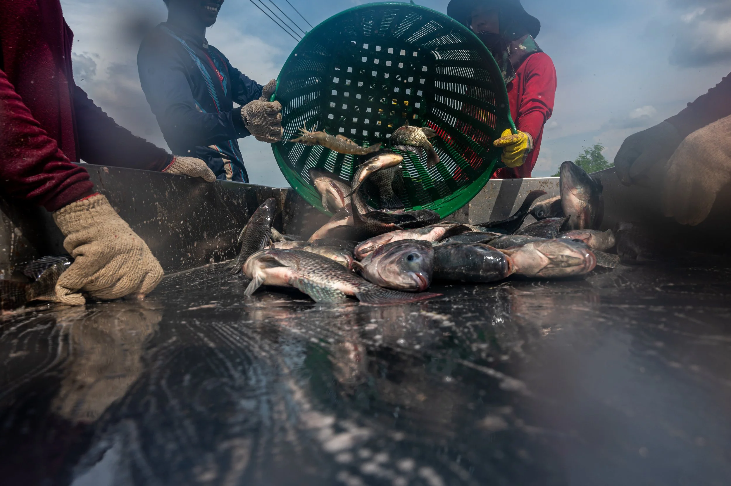 fish farm thailand-83.jpg