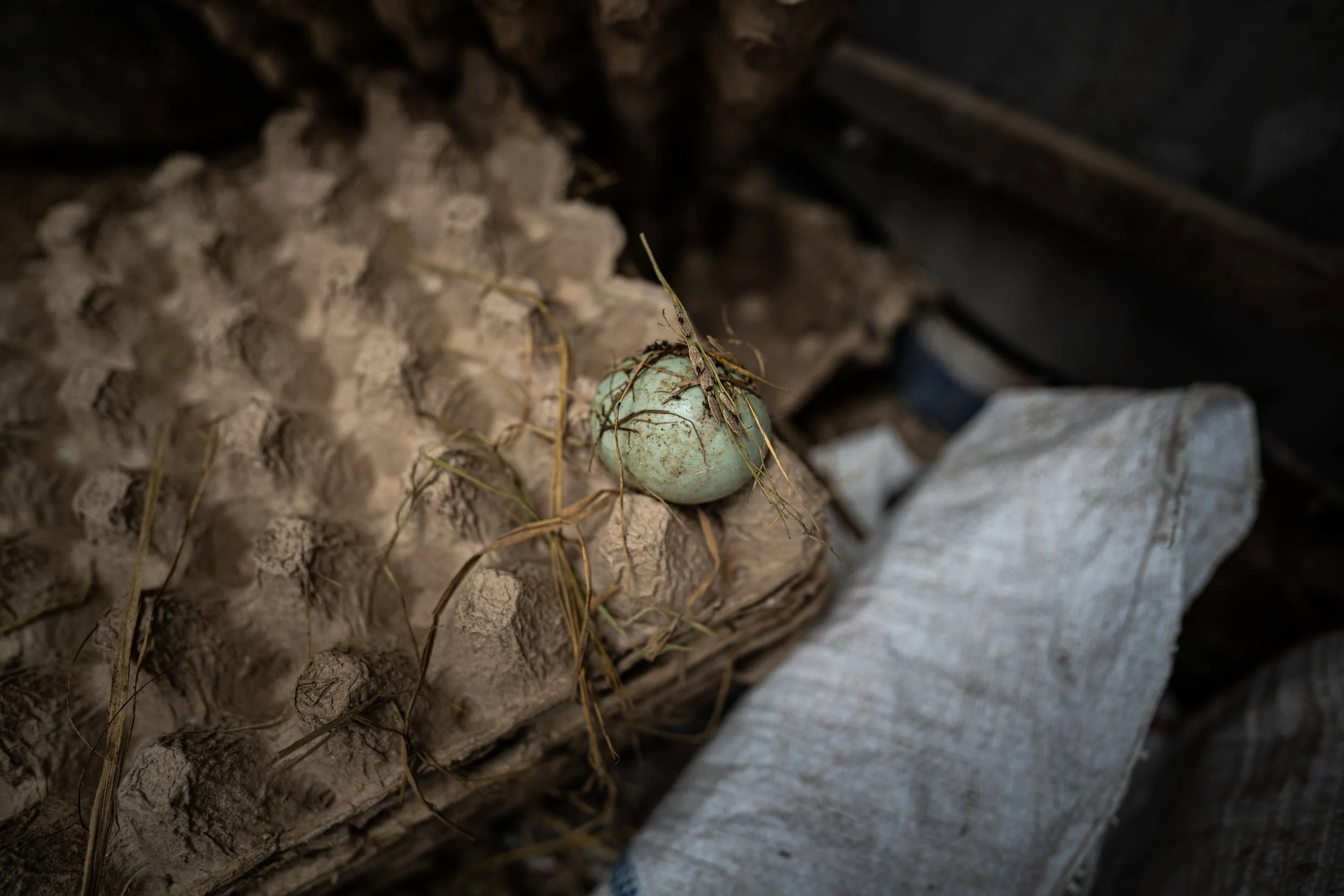 duck farm indonesia-24.jpg
