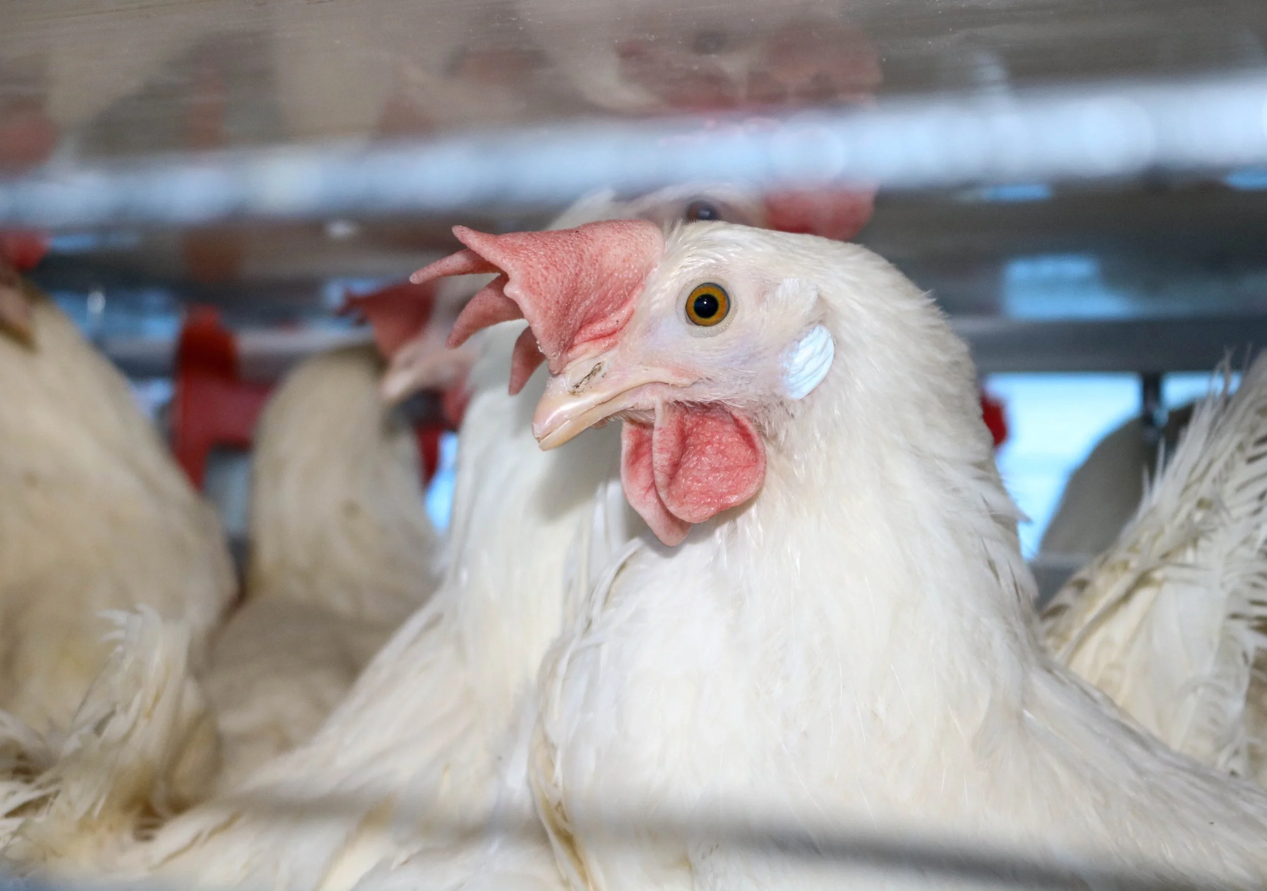 Argentinian egg farms (2019)