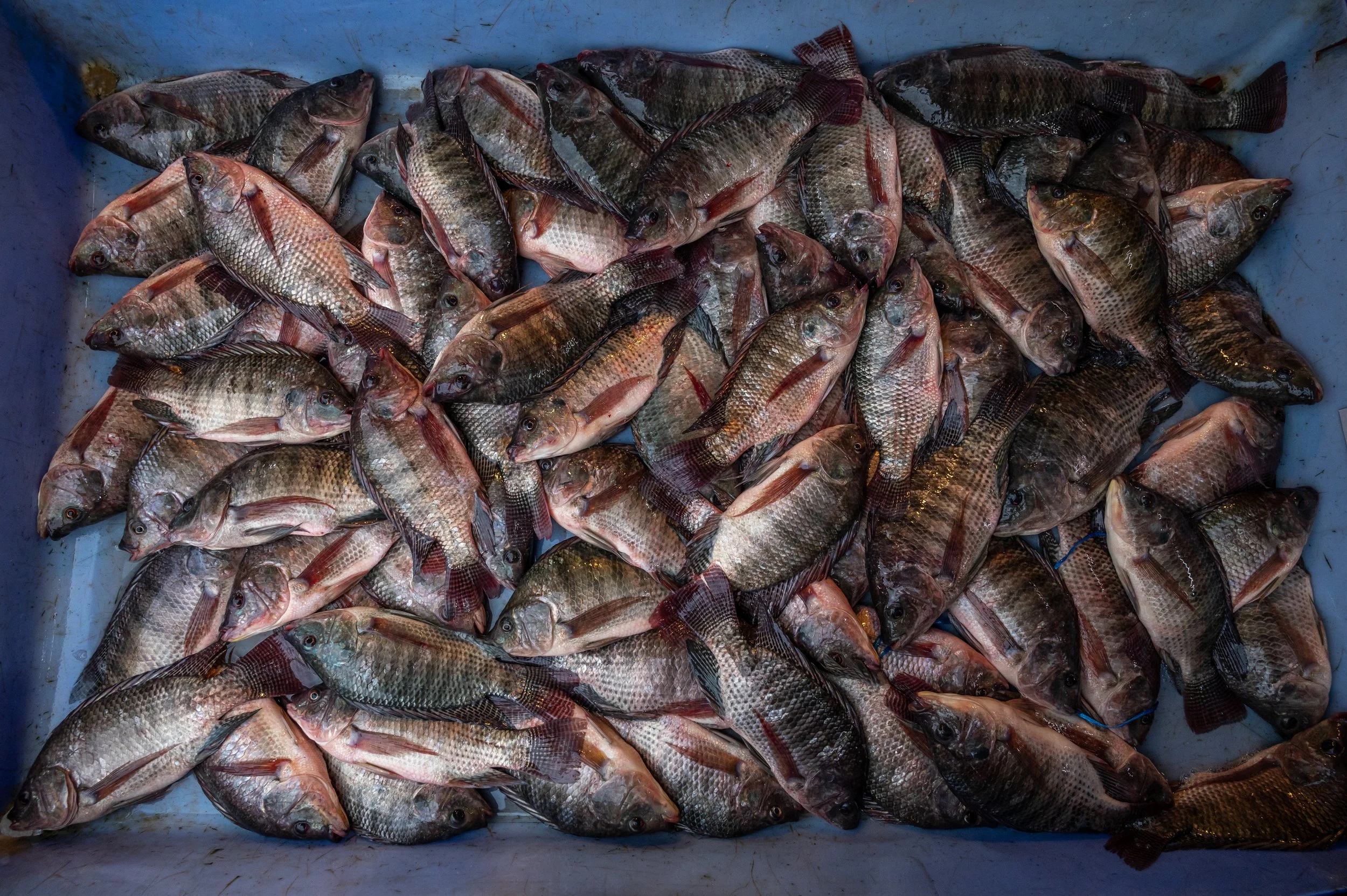 fish farm thailand-133.jpg