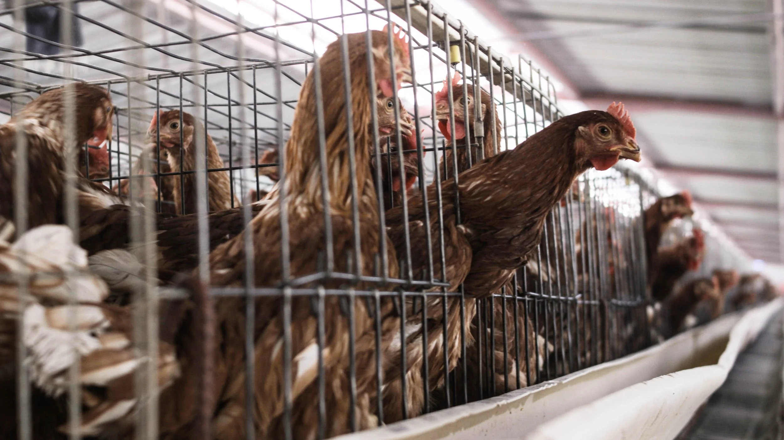 img_7969jpg.jpg