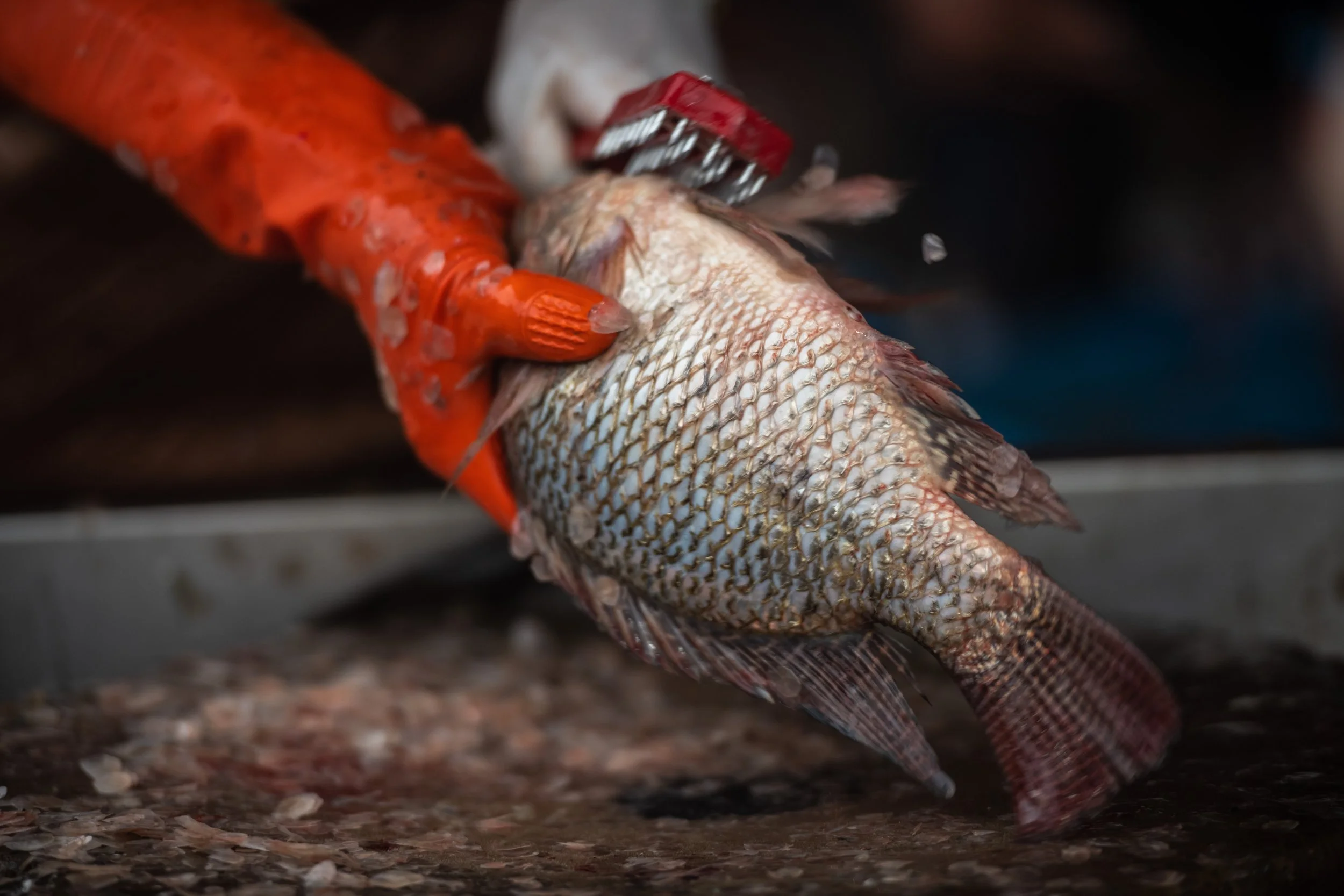 fish farm thailand-27.jpg