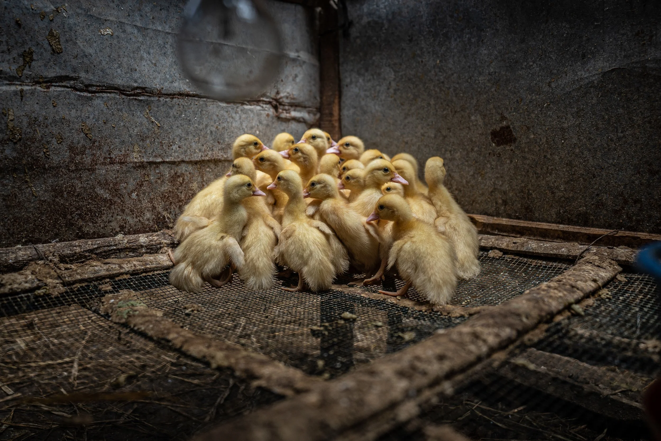 duck farm indonesia-76.jpg