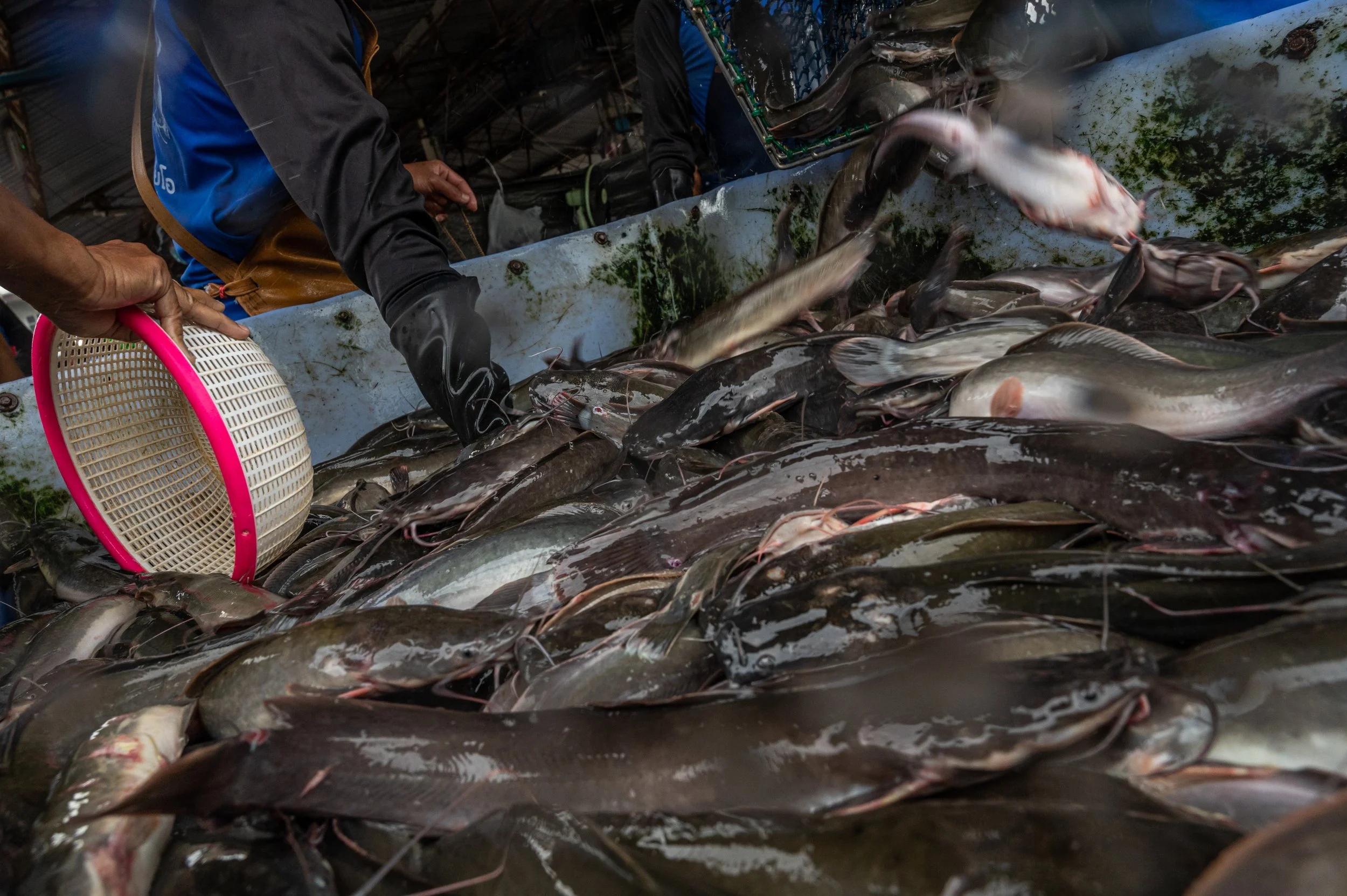 fish farm thailand-34.jpg