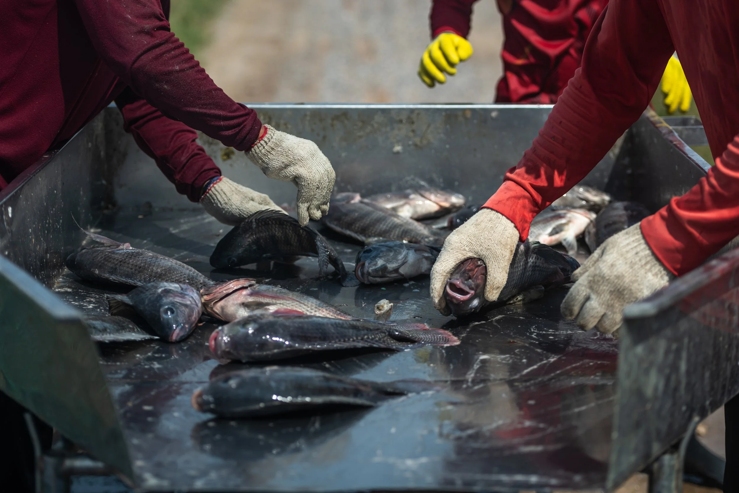 fish farm thailand-124.jpg