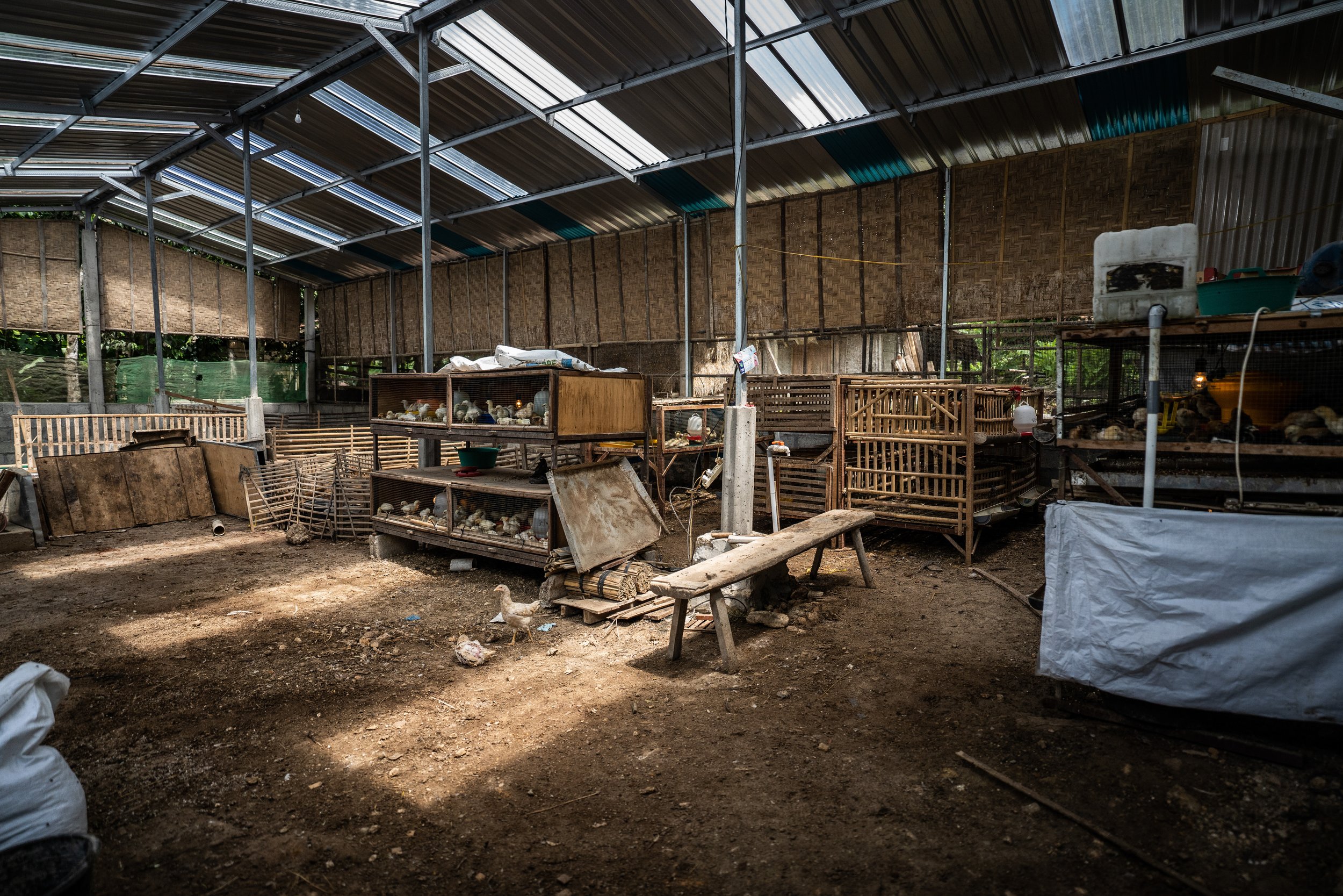 duck farm indonesia-193.jpg