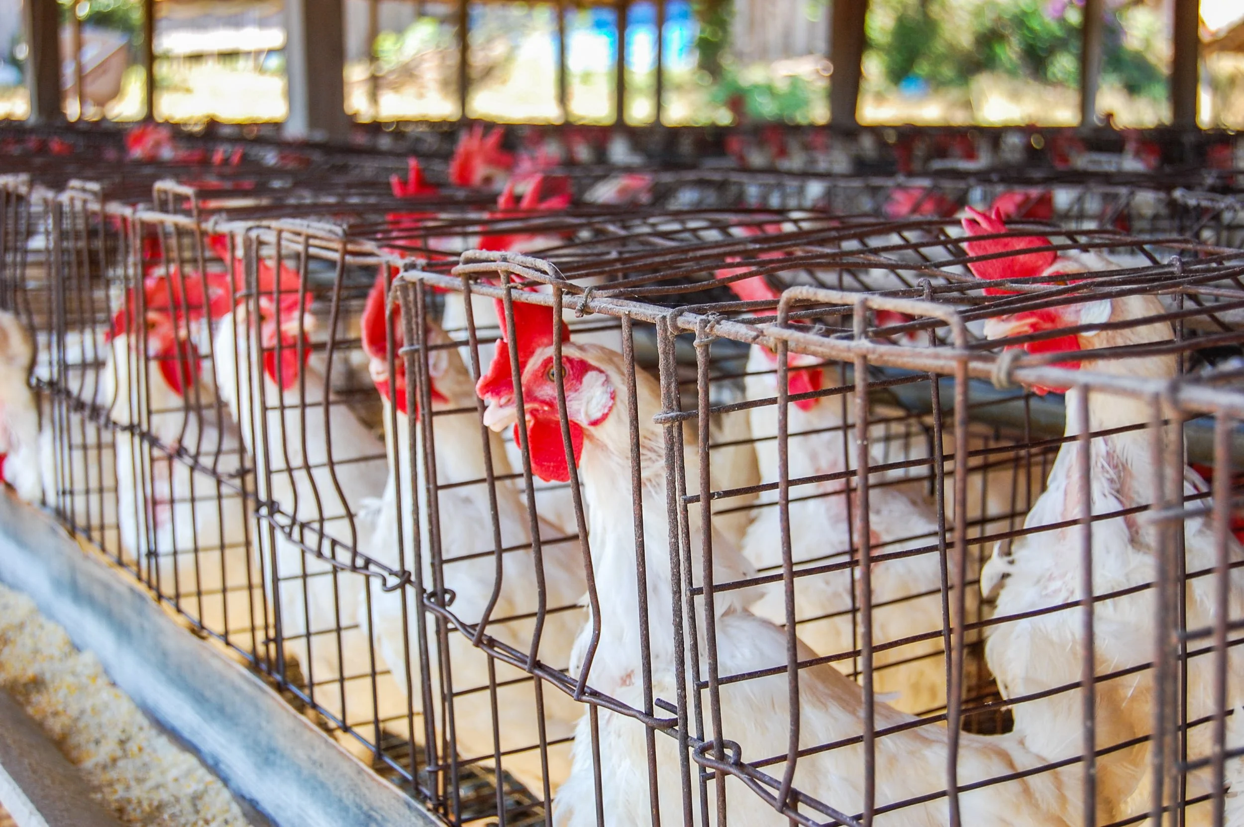 brazilmoreeggfarms-41-of-70jpg.jpg