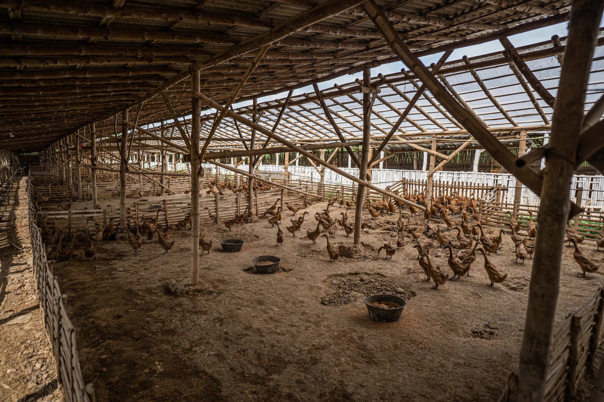 duck farm indonesia-162.jpg