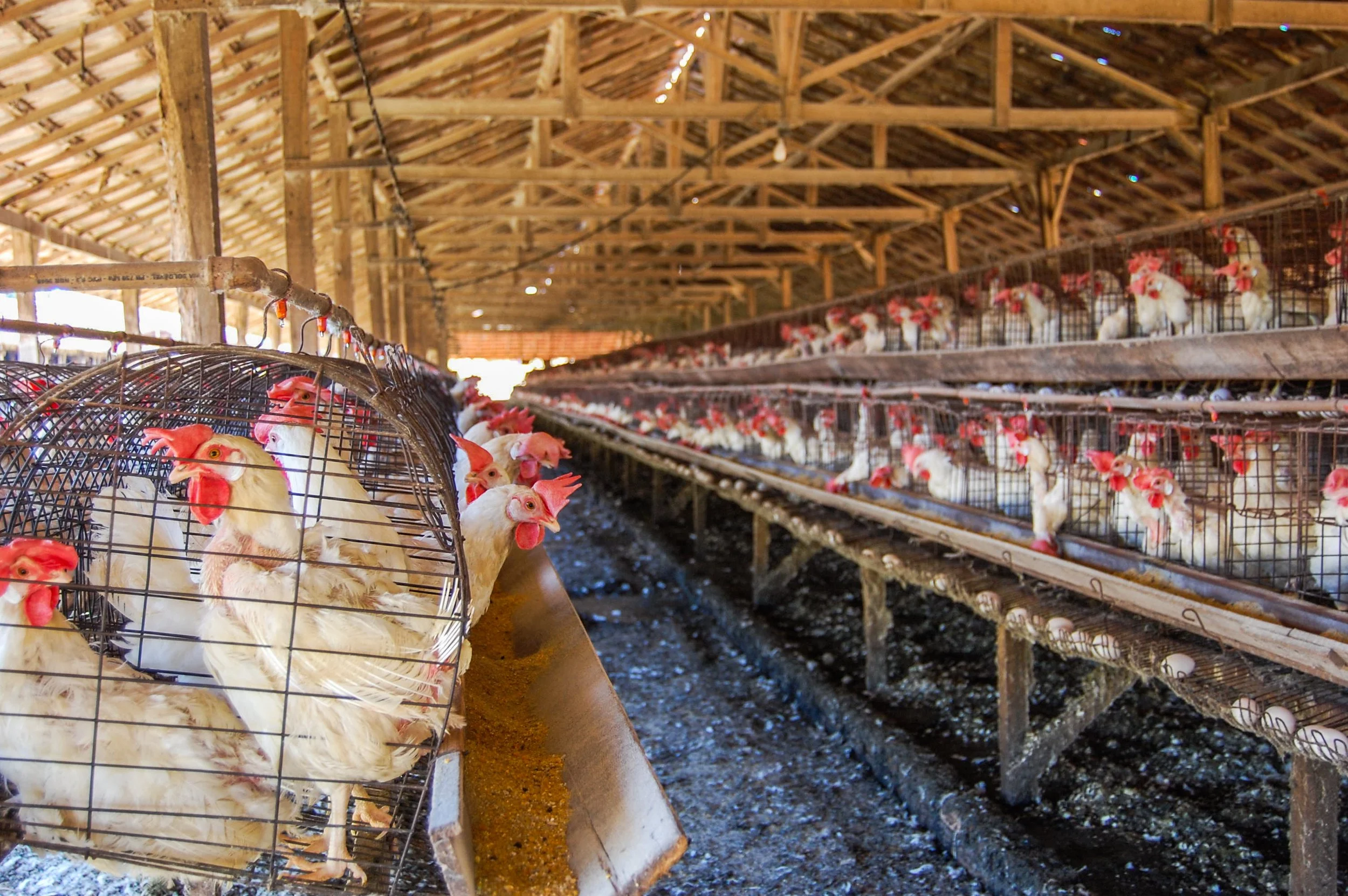 brazilmoreeggfarms-55-of-70jpg.jpg