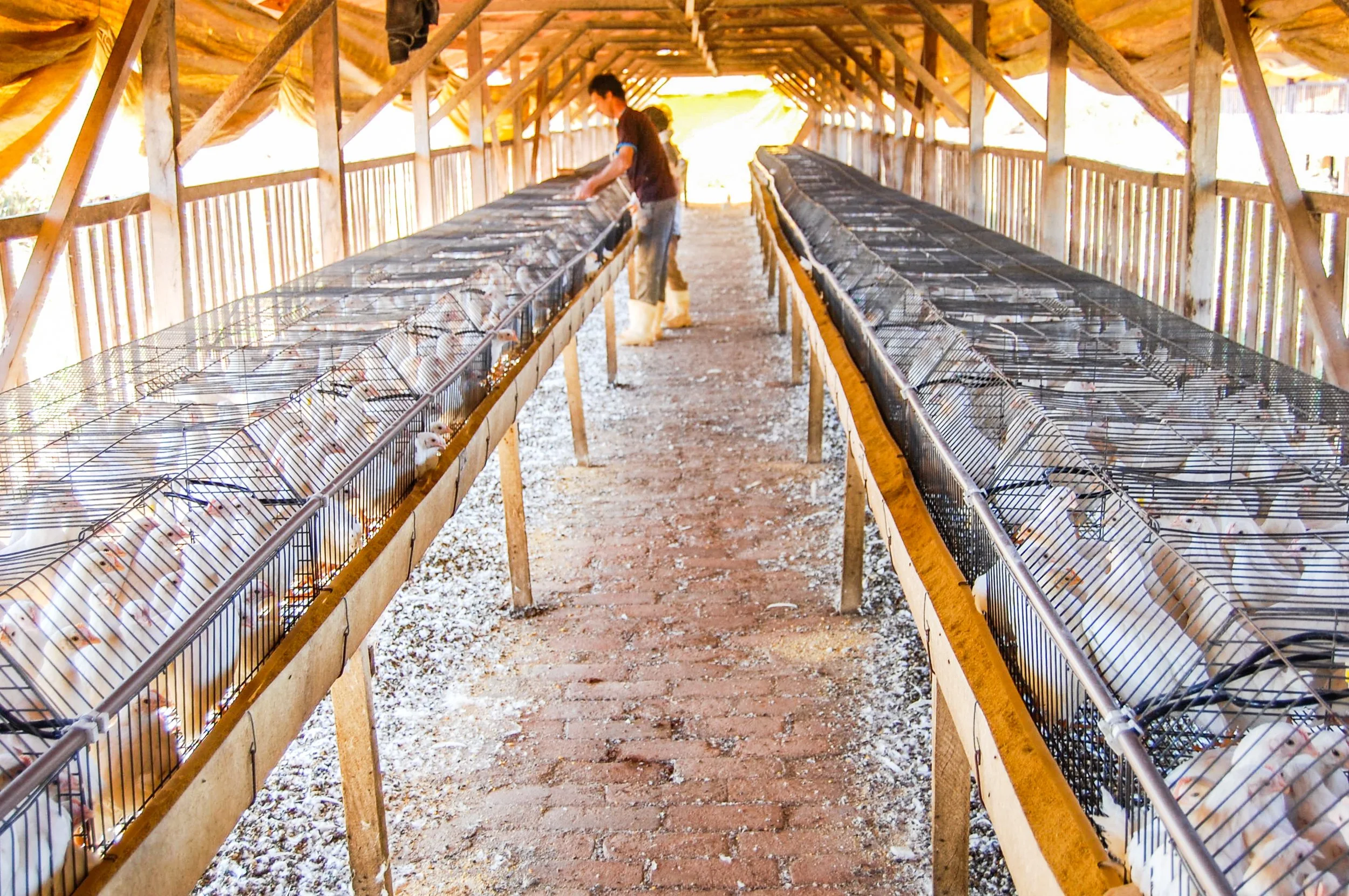 brazilmoreeggfarms-32-of-70jpg.jpg
