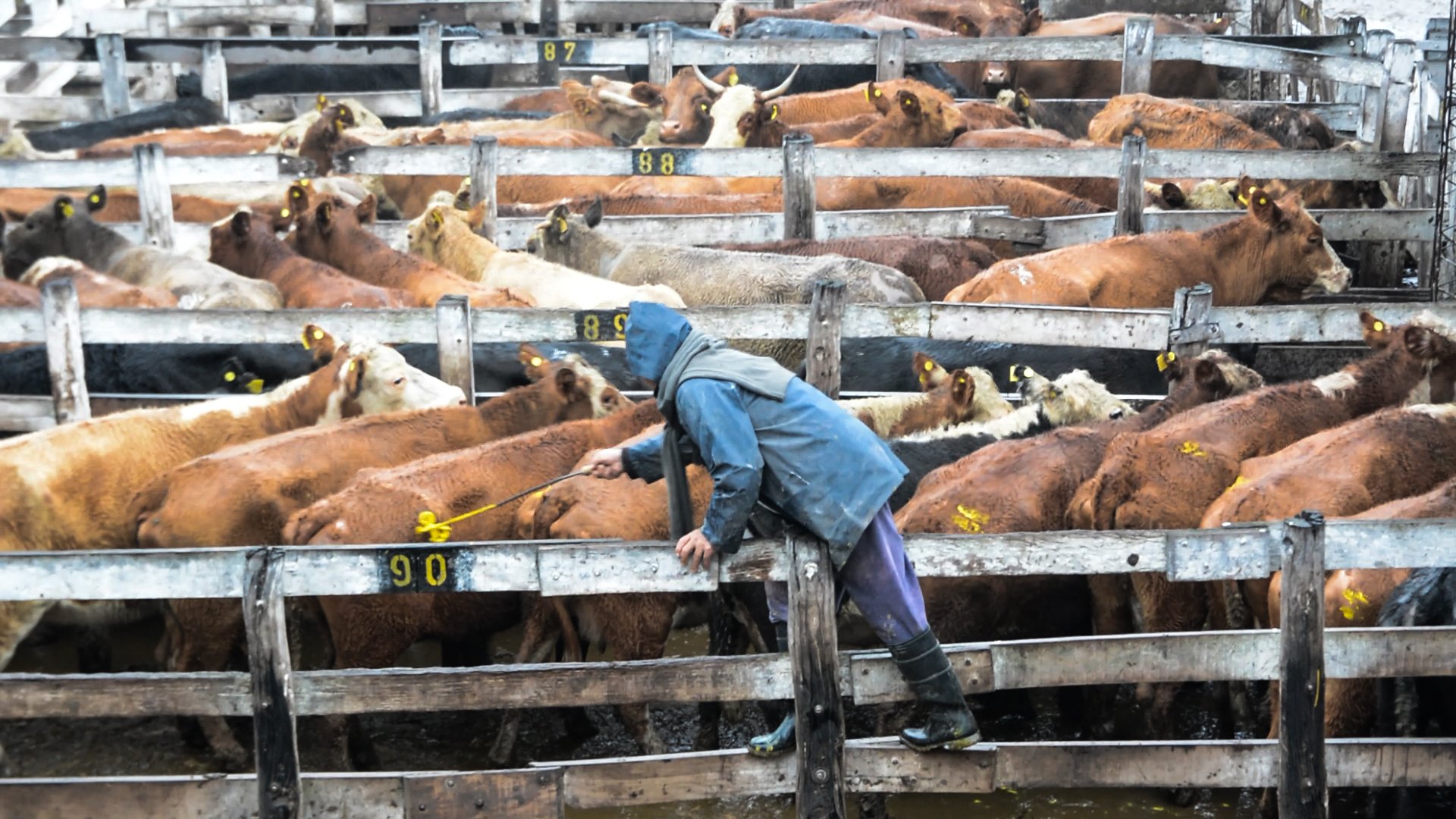 argentinacattle-4-of-10jpg.jpg