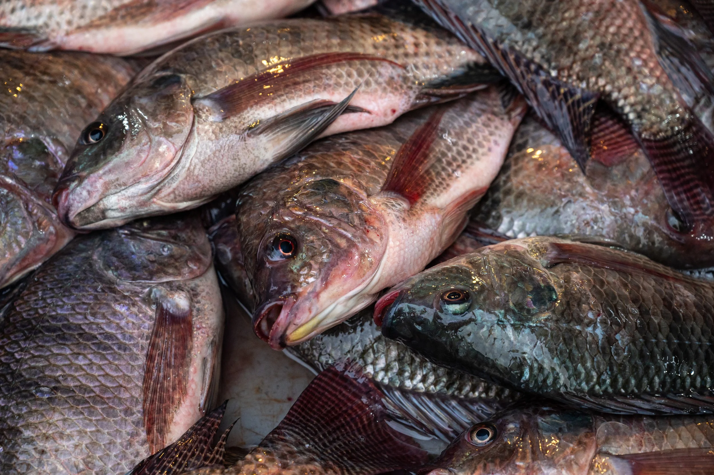 fish farm thailand-123.jpg