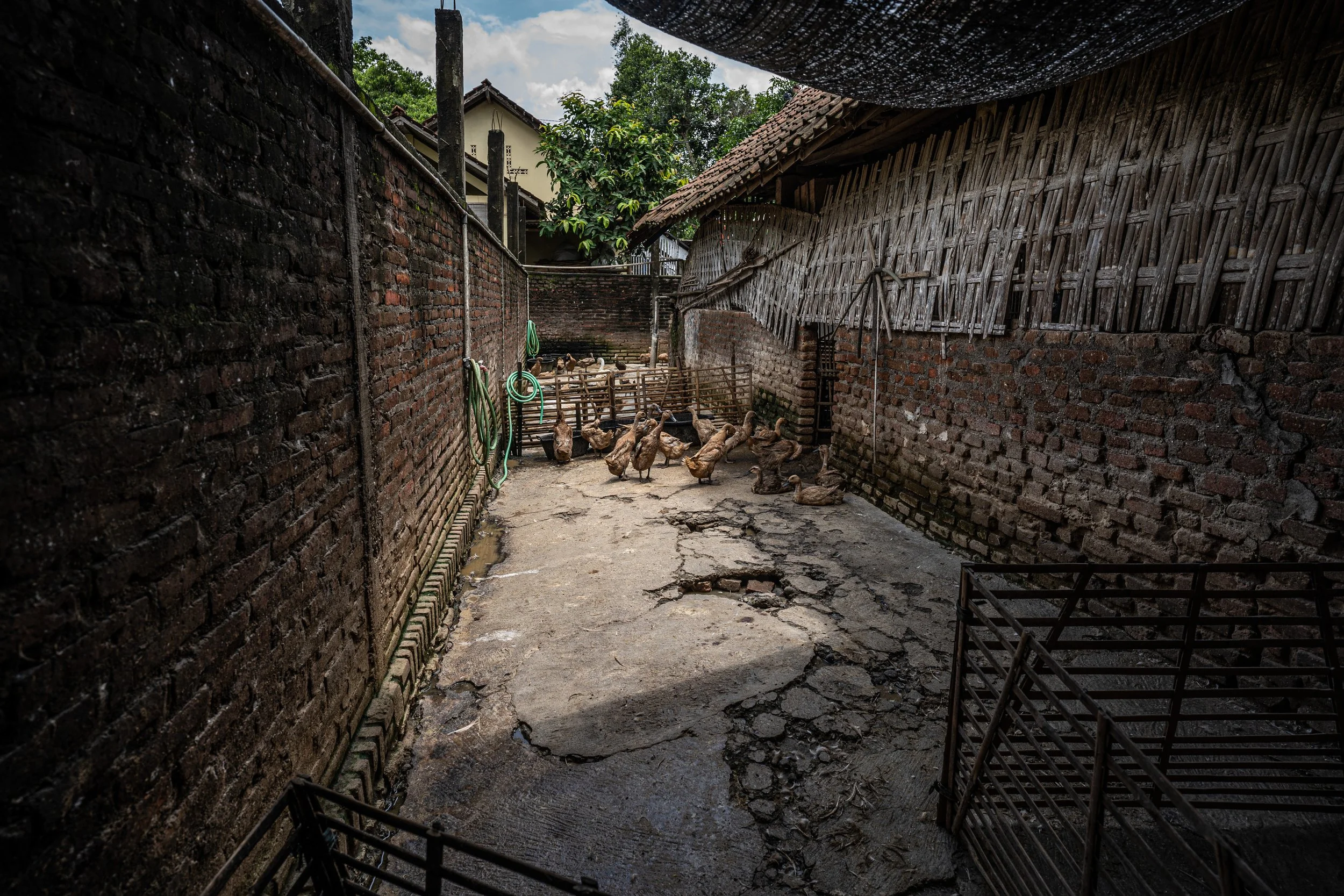 duck farm indonesia-91.jpg