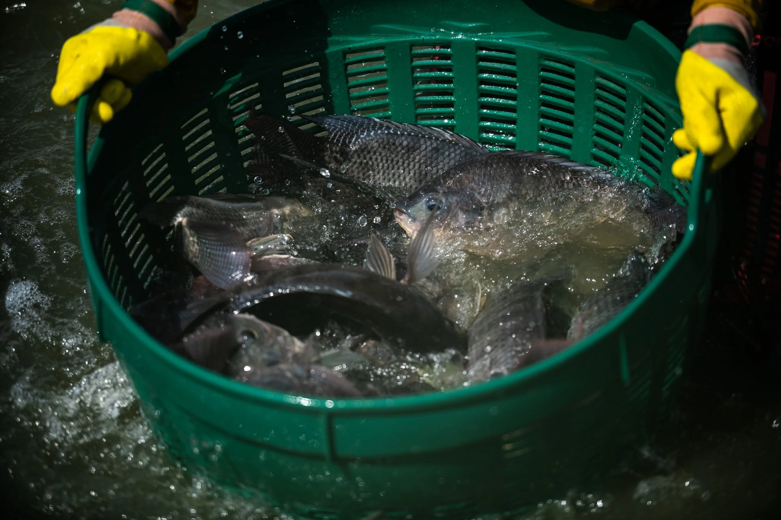 fish farm thailand-177.jpg