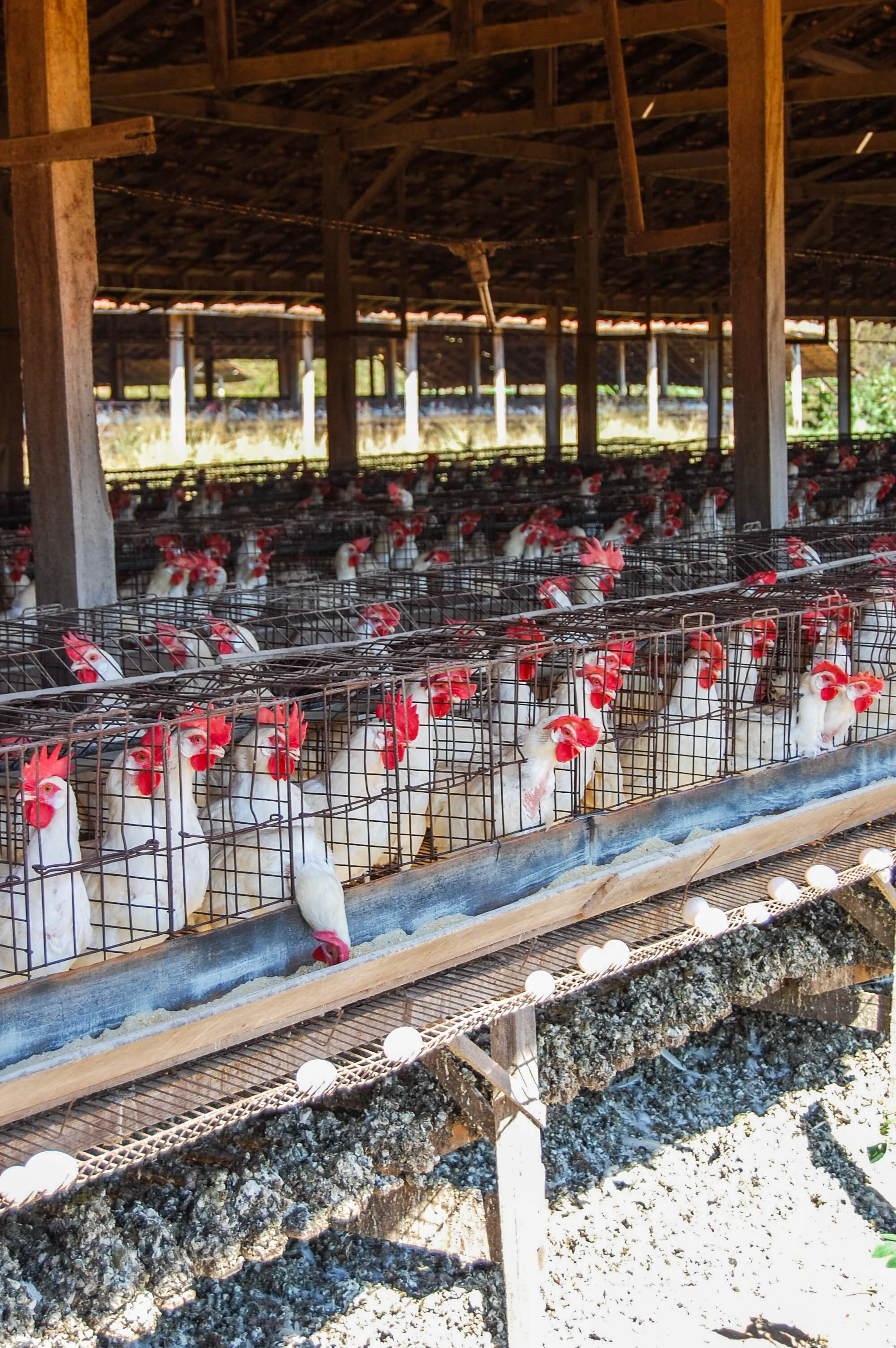 brazilmoreeggfarms-36-of-70jpg.jpg