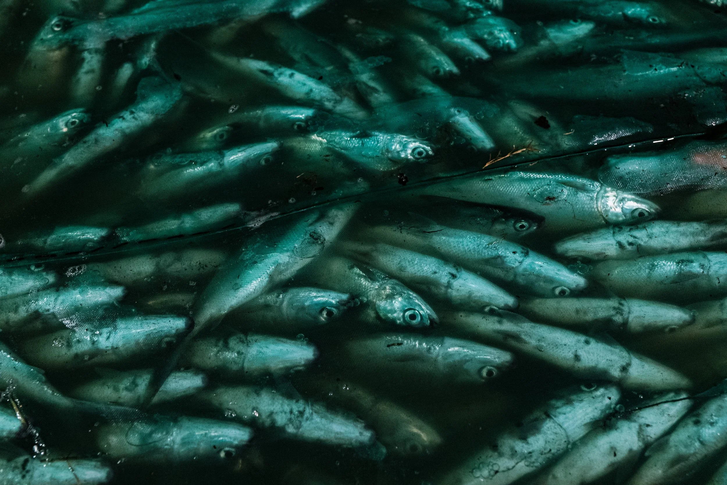 fish farm indonesia-62.jpg