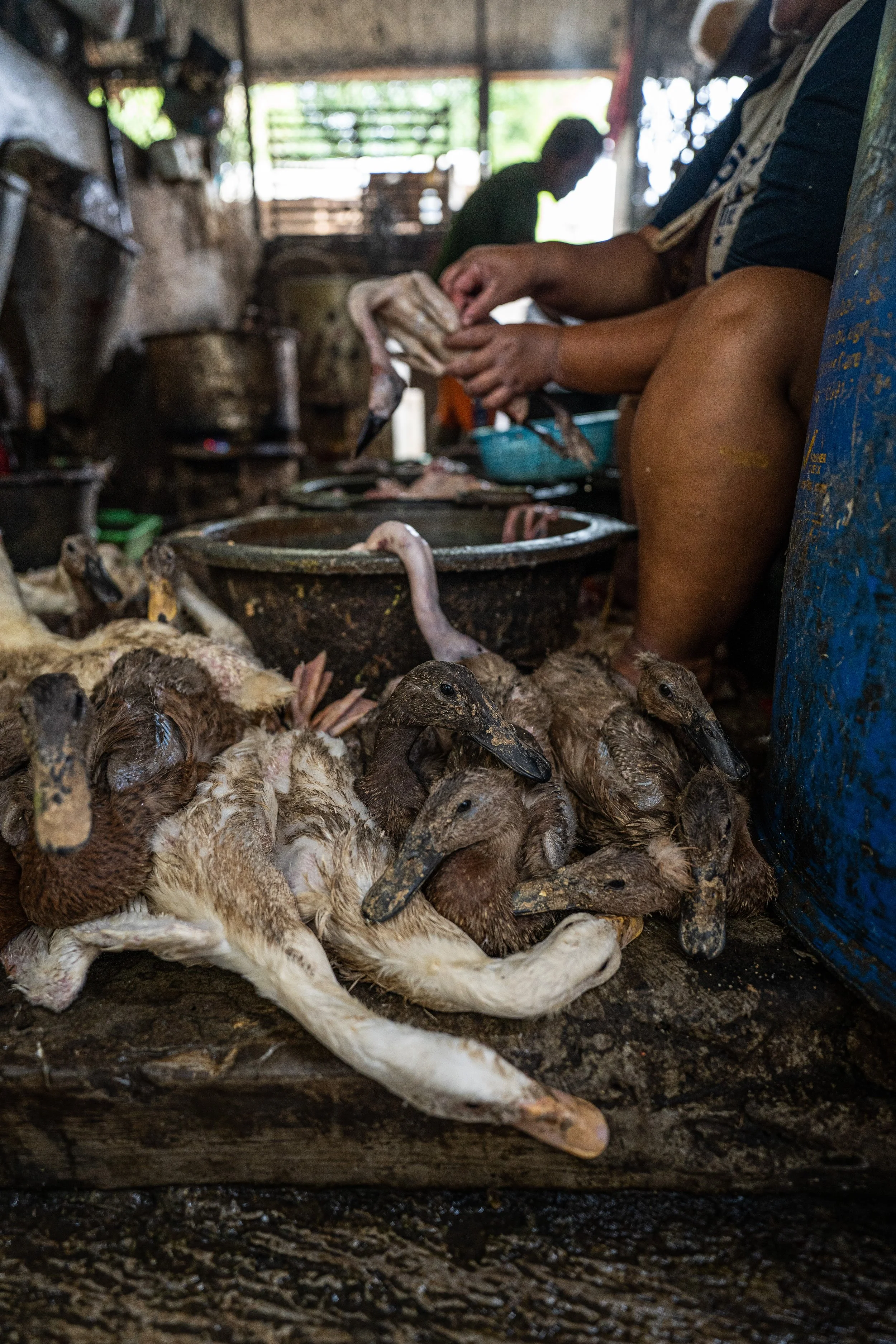 duck farm indonesia-39.jpg