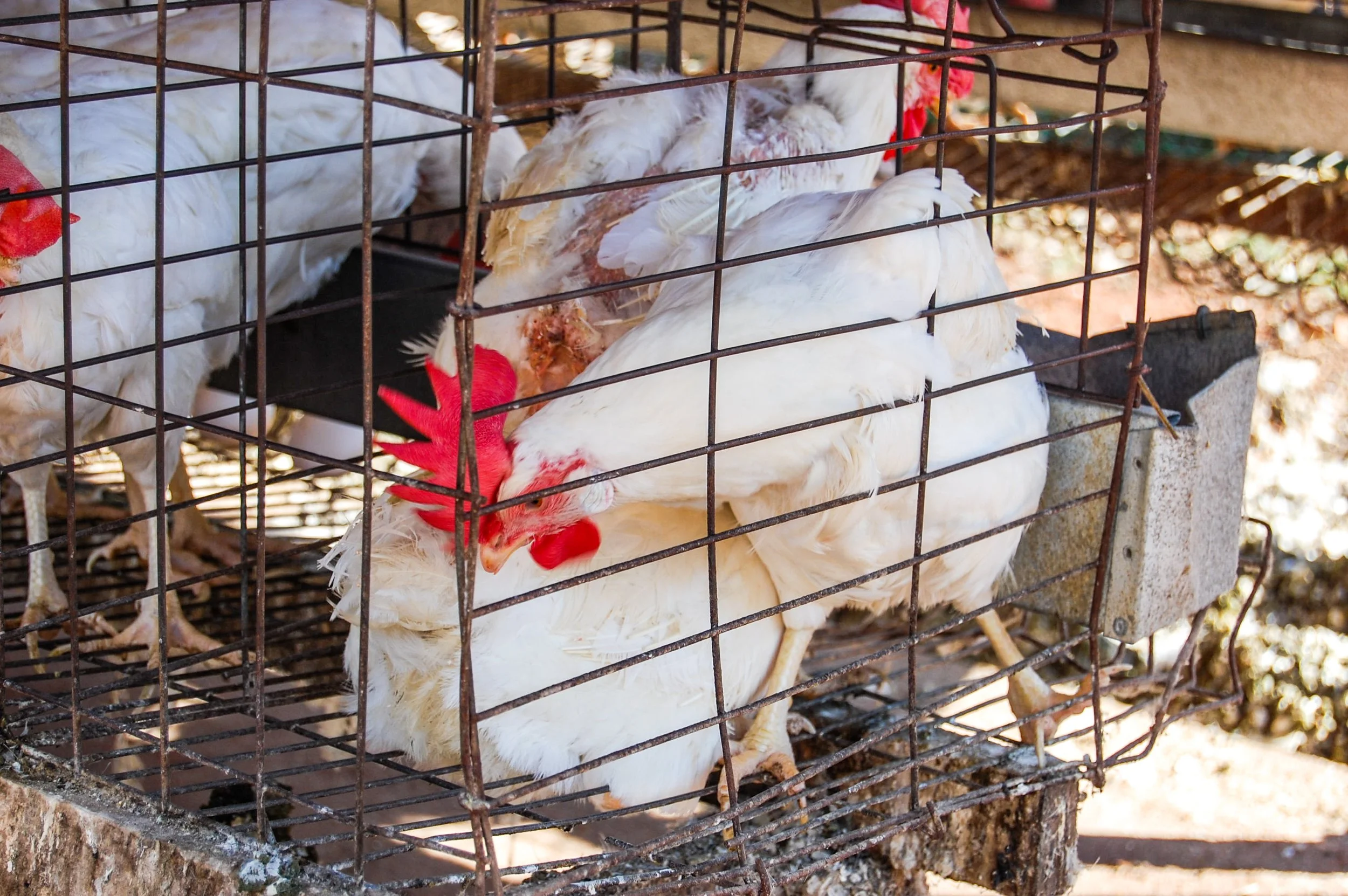 brazilmoreeggfarms-19-of-70jpg.jpg