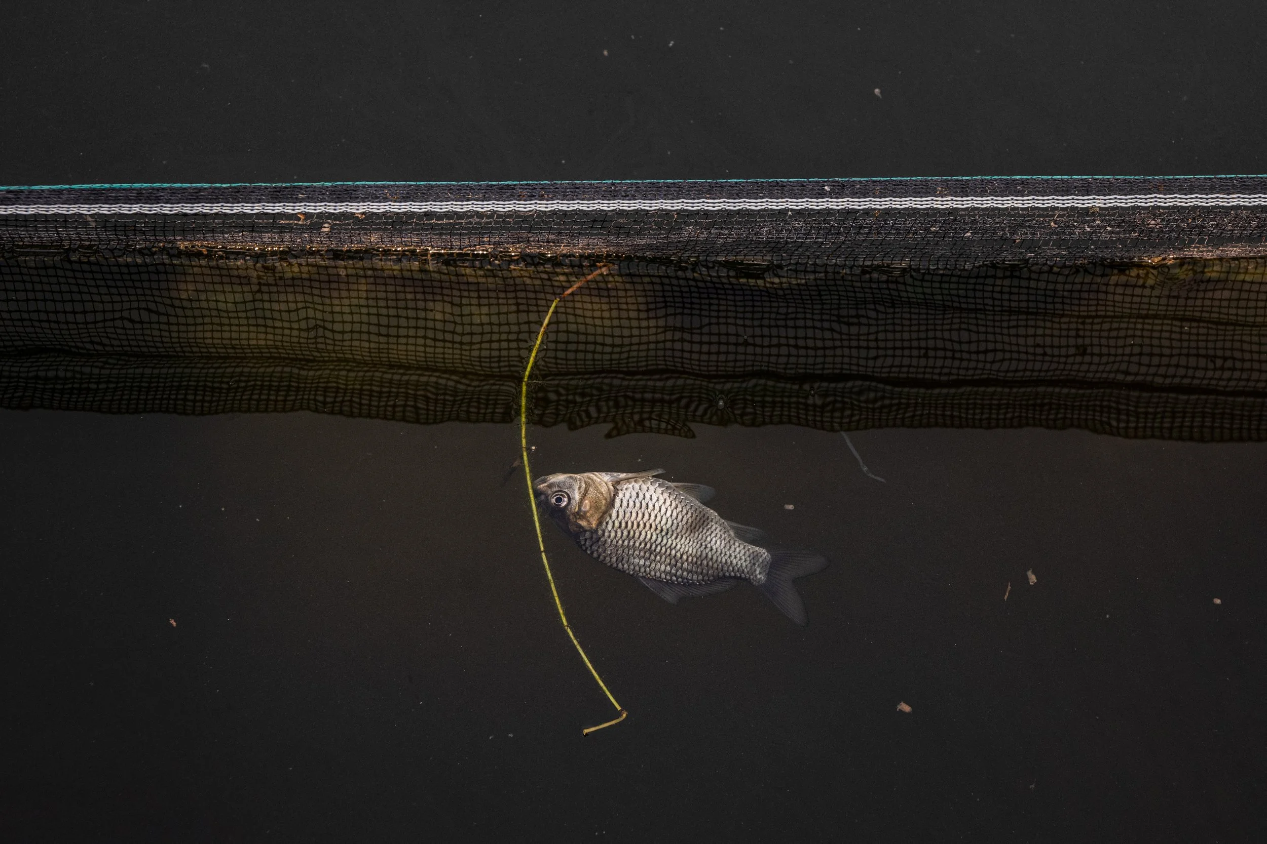 fish farm indonesia-20.jpg