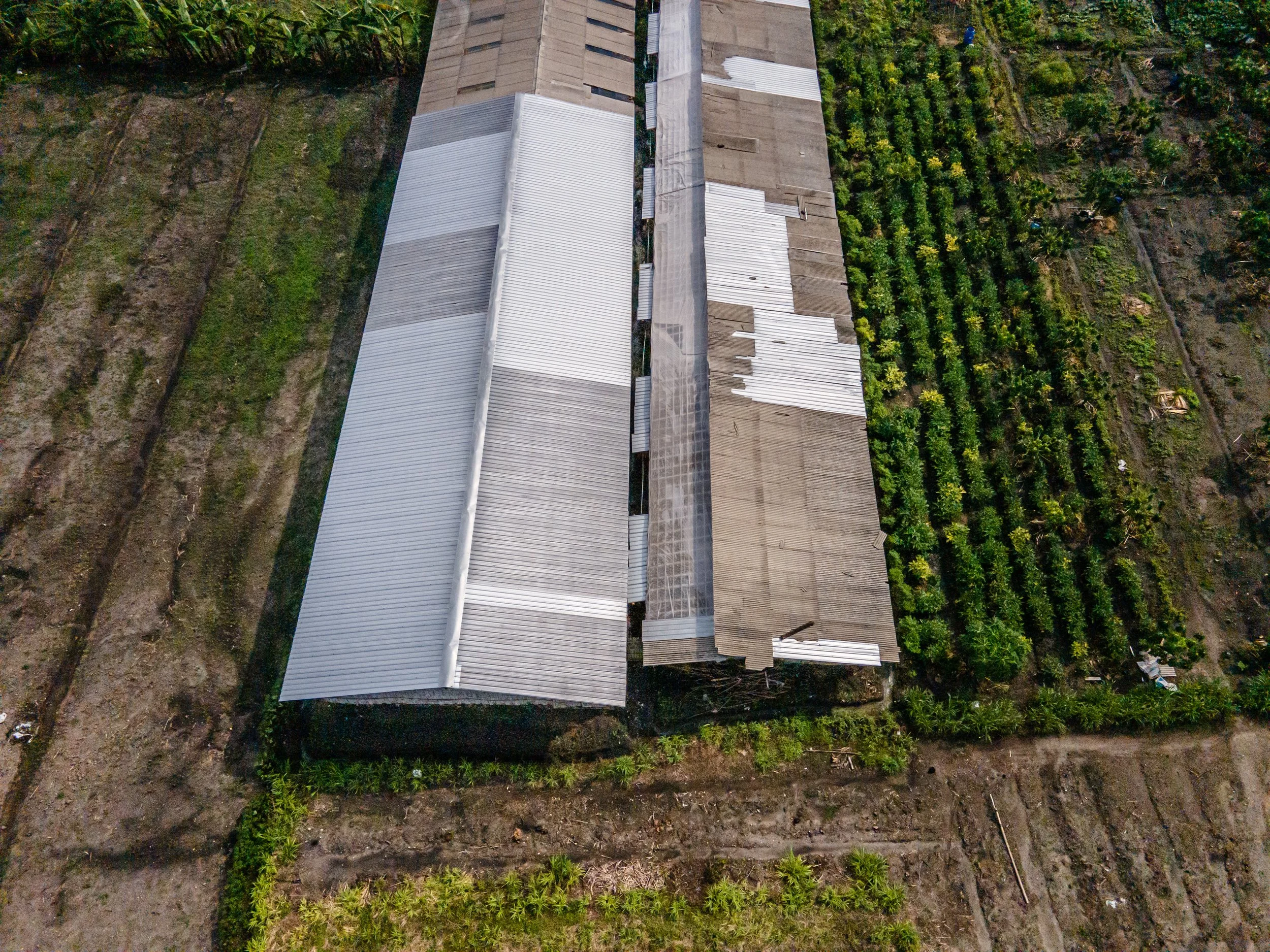 duck farm indonesia-102.jpg