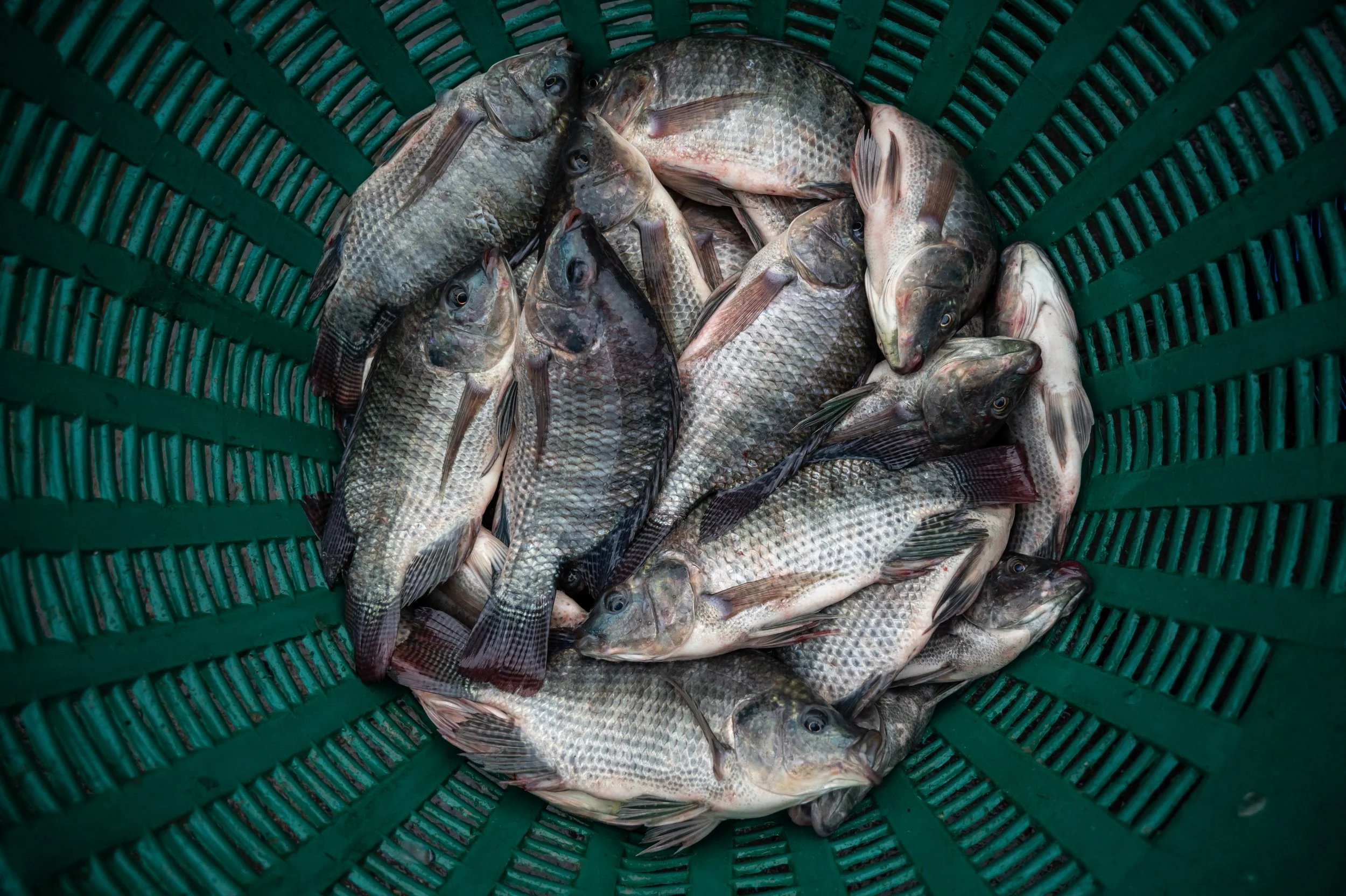 fish farm thailand-78.jpg