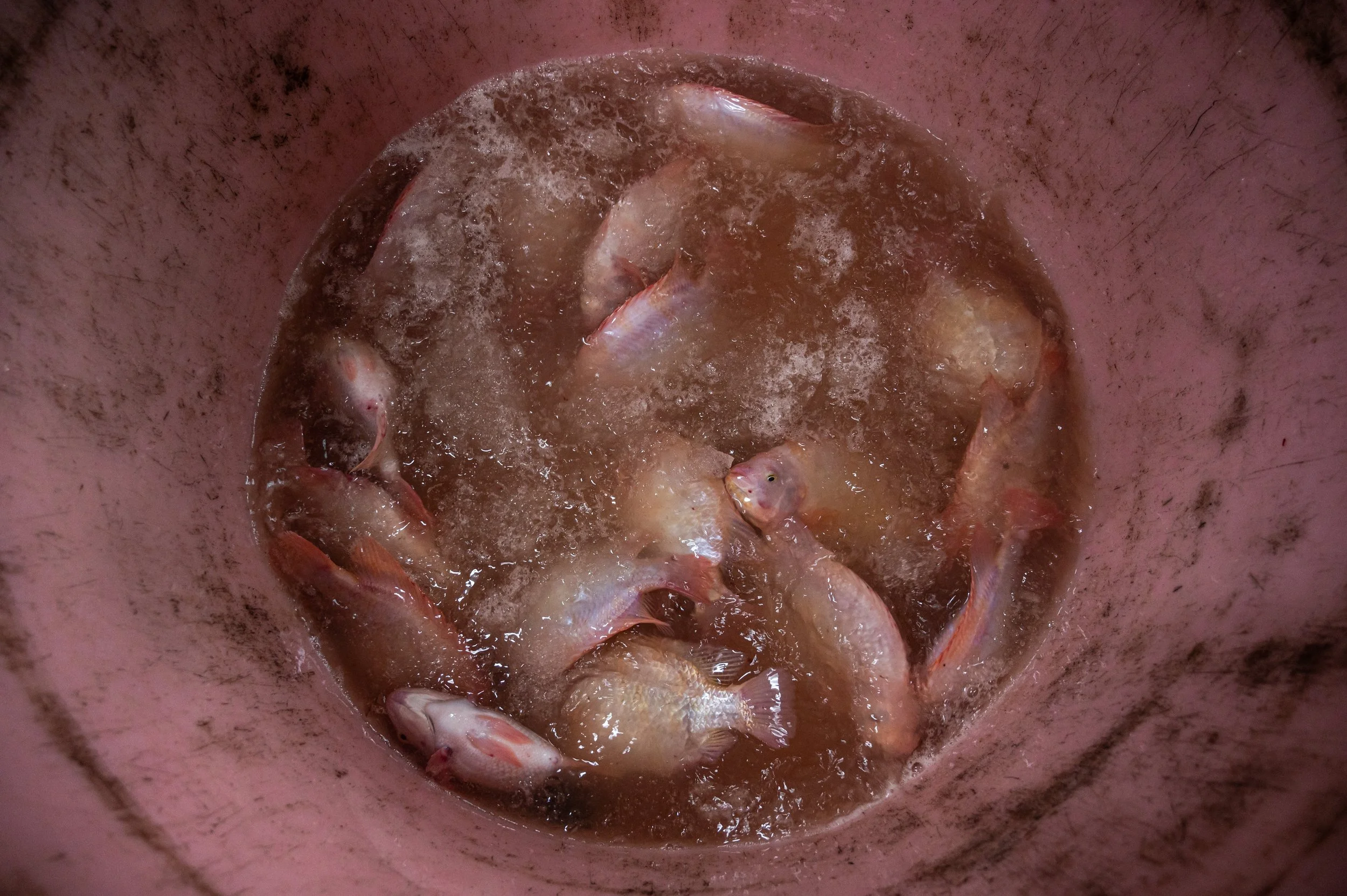 fish farm thailand-14.jpg