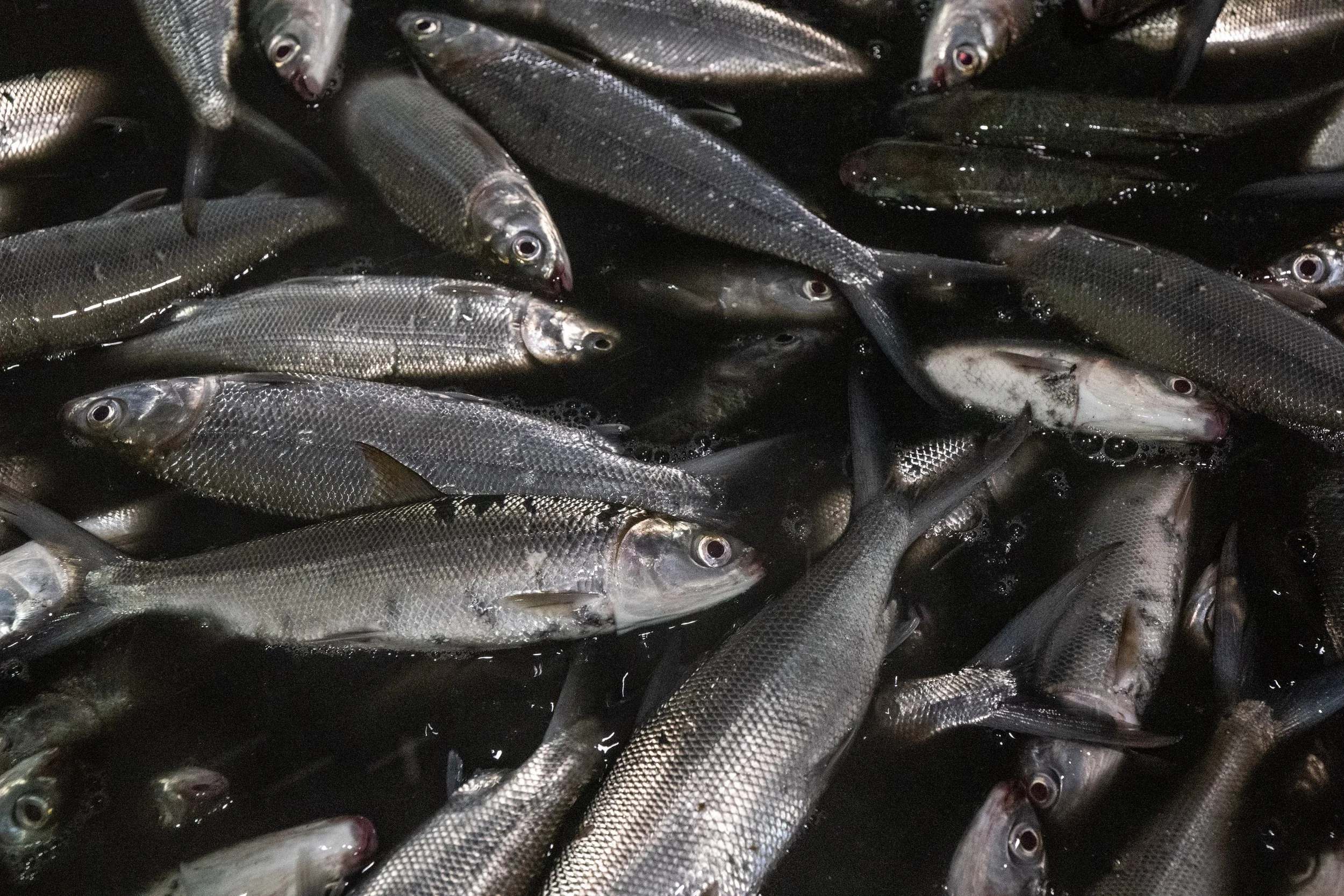 fish farm indonesia-63.jpg